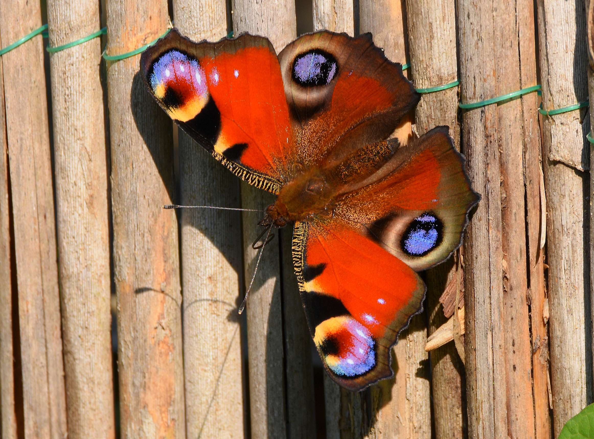 Vanessa io (Inachis io)