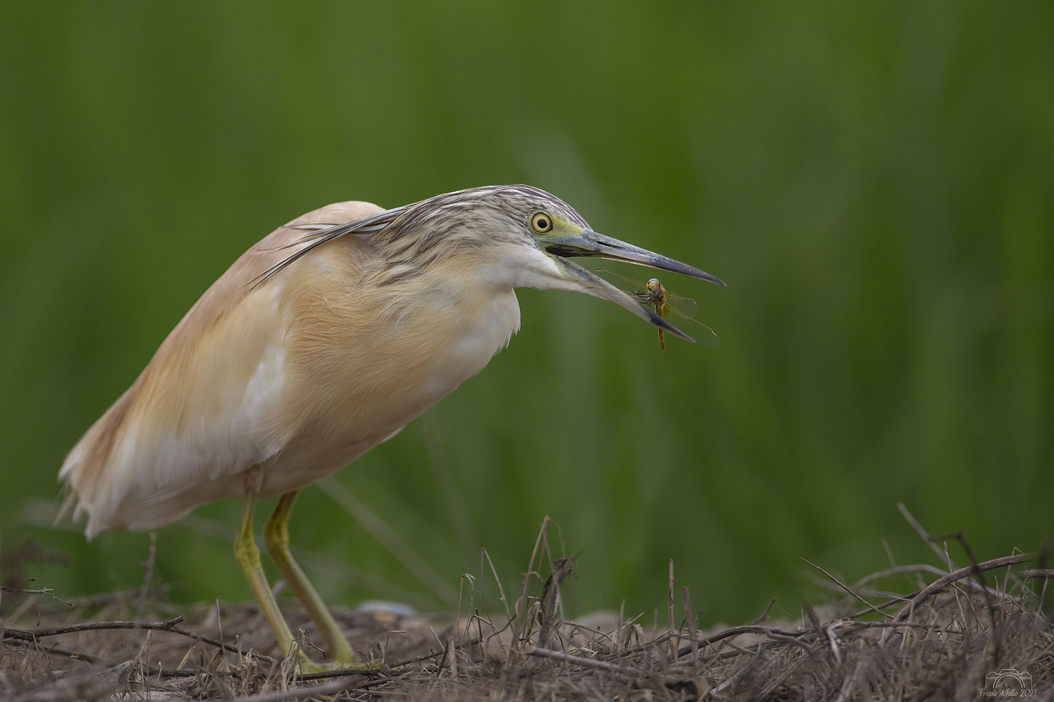 squacco heron