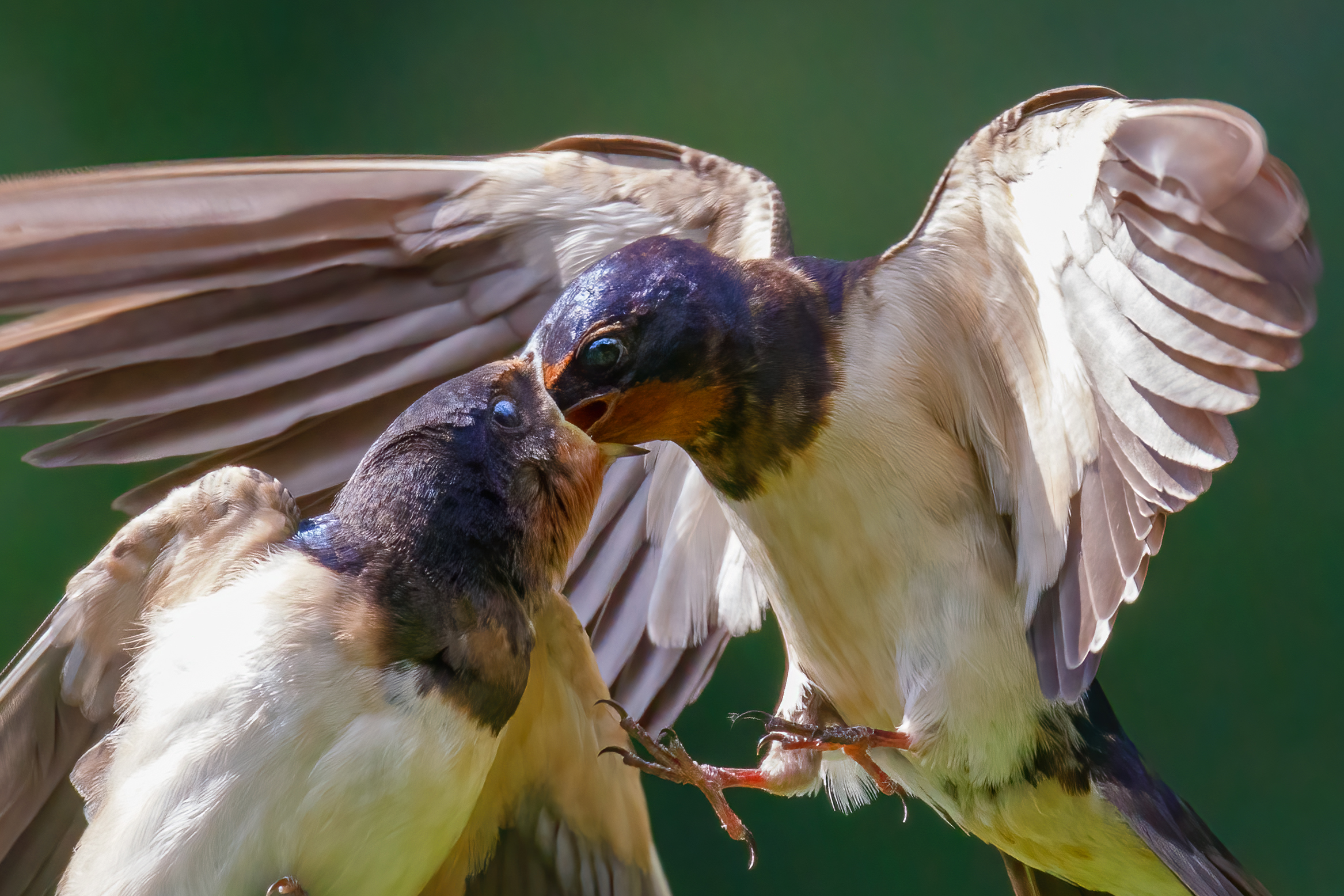rondine coppia in alimentazione 2
