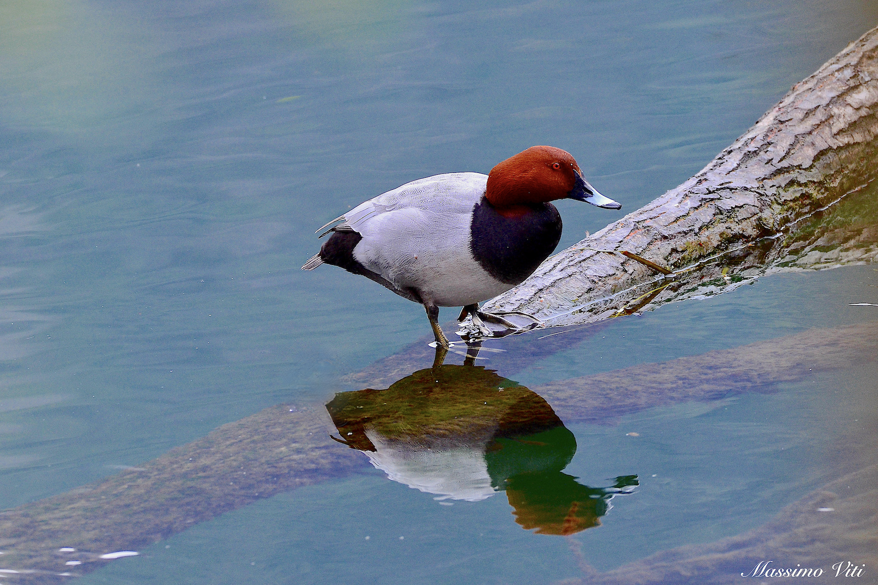 Il bel Moriglione maschio