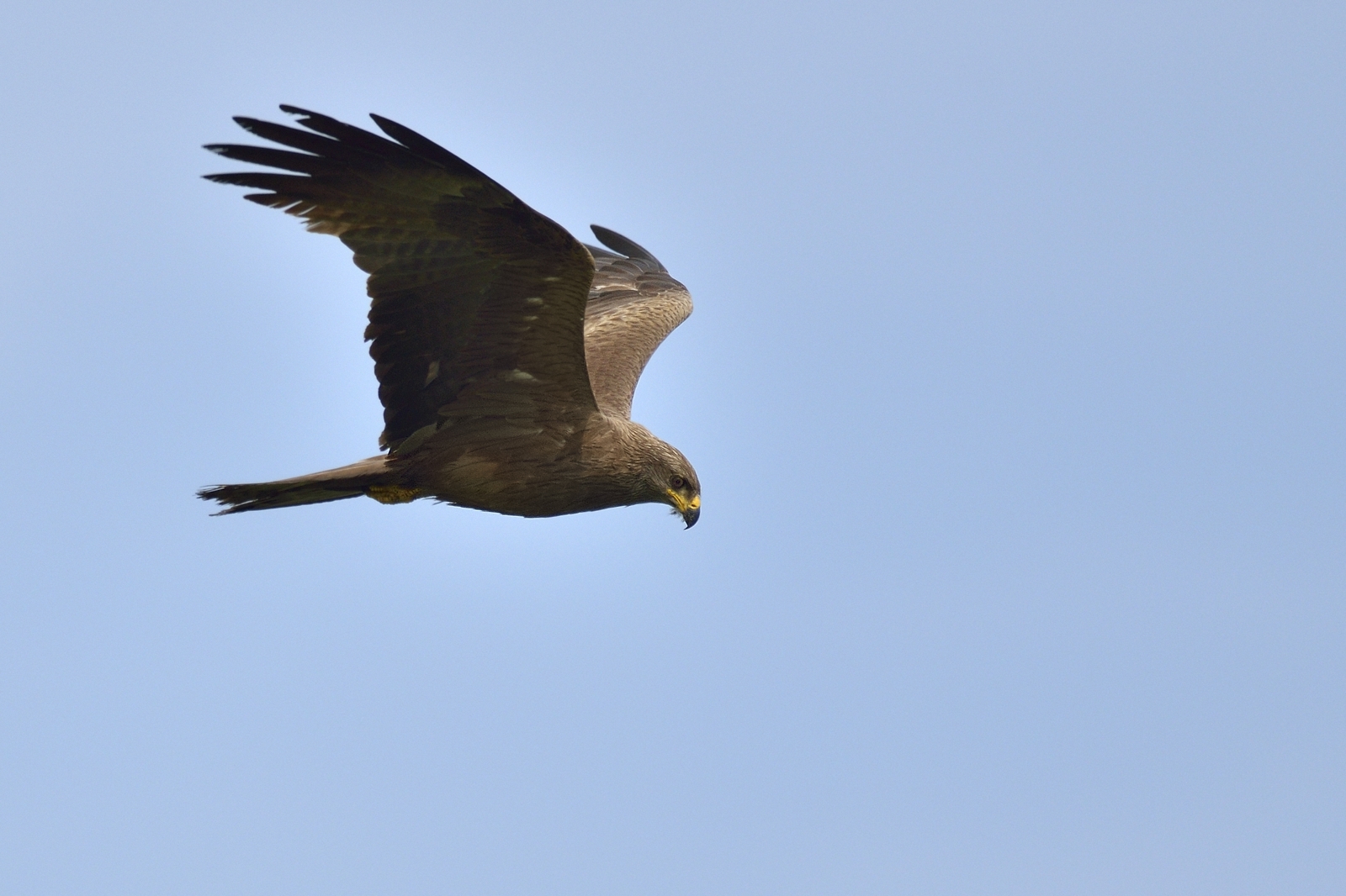 black kite