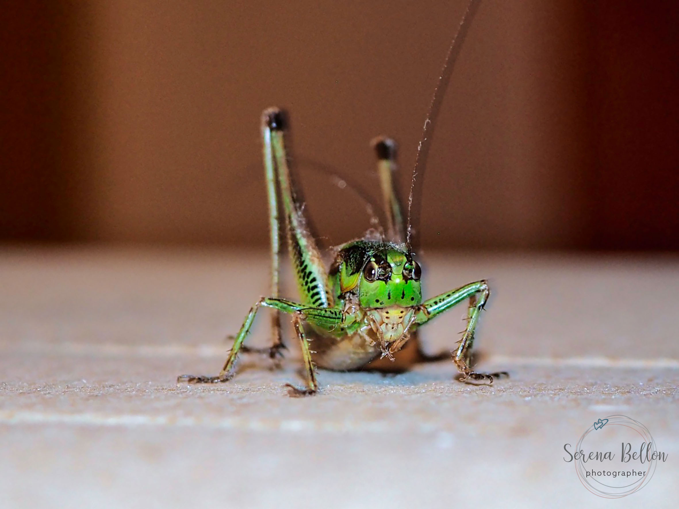 come Pinocchio il mio grillo