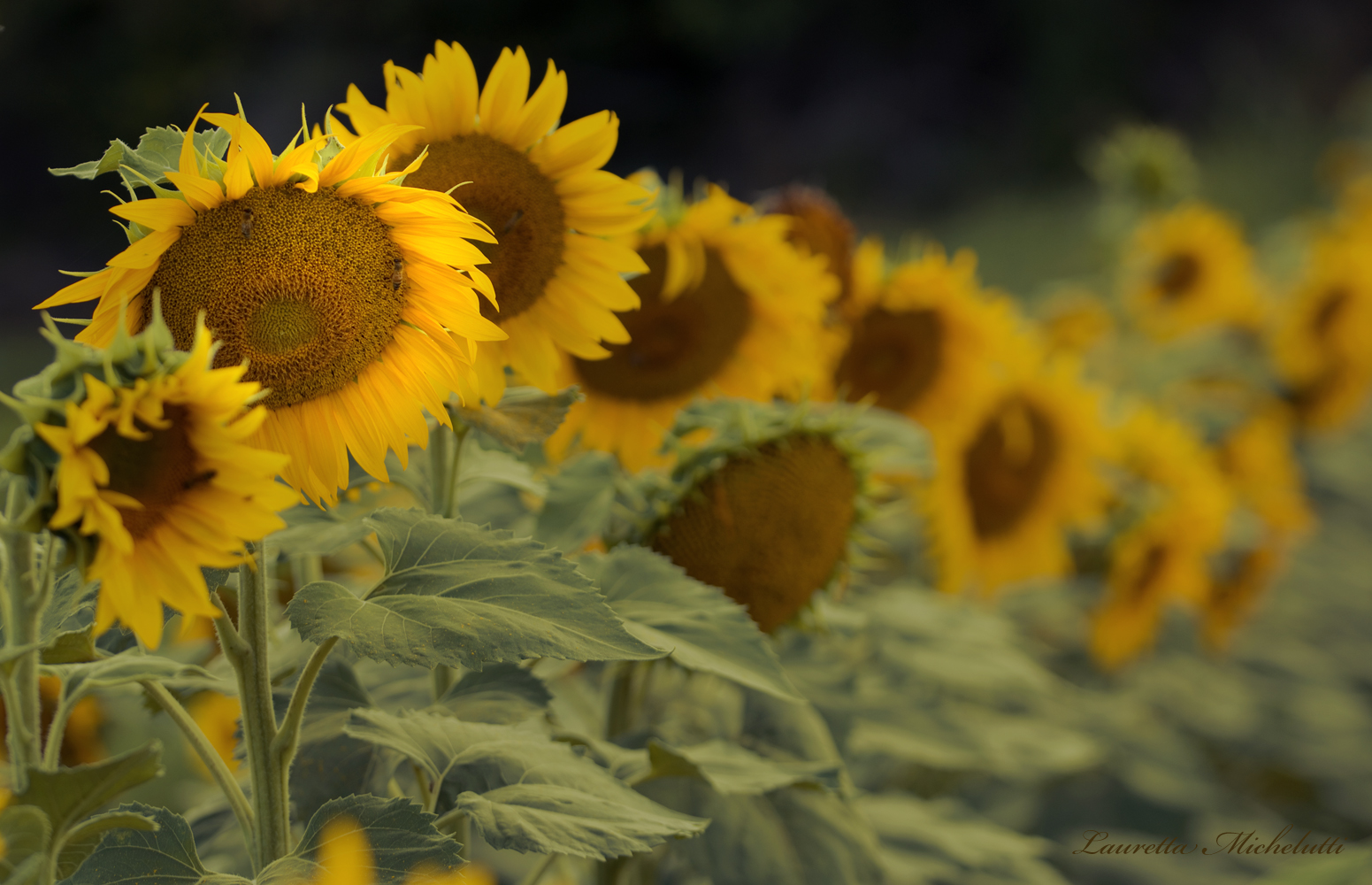 summer