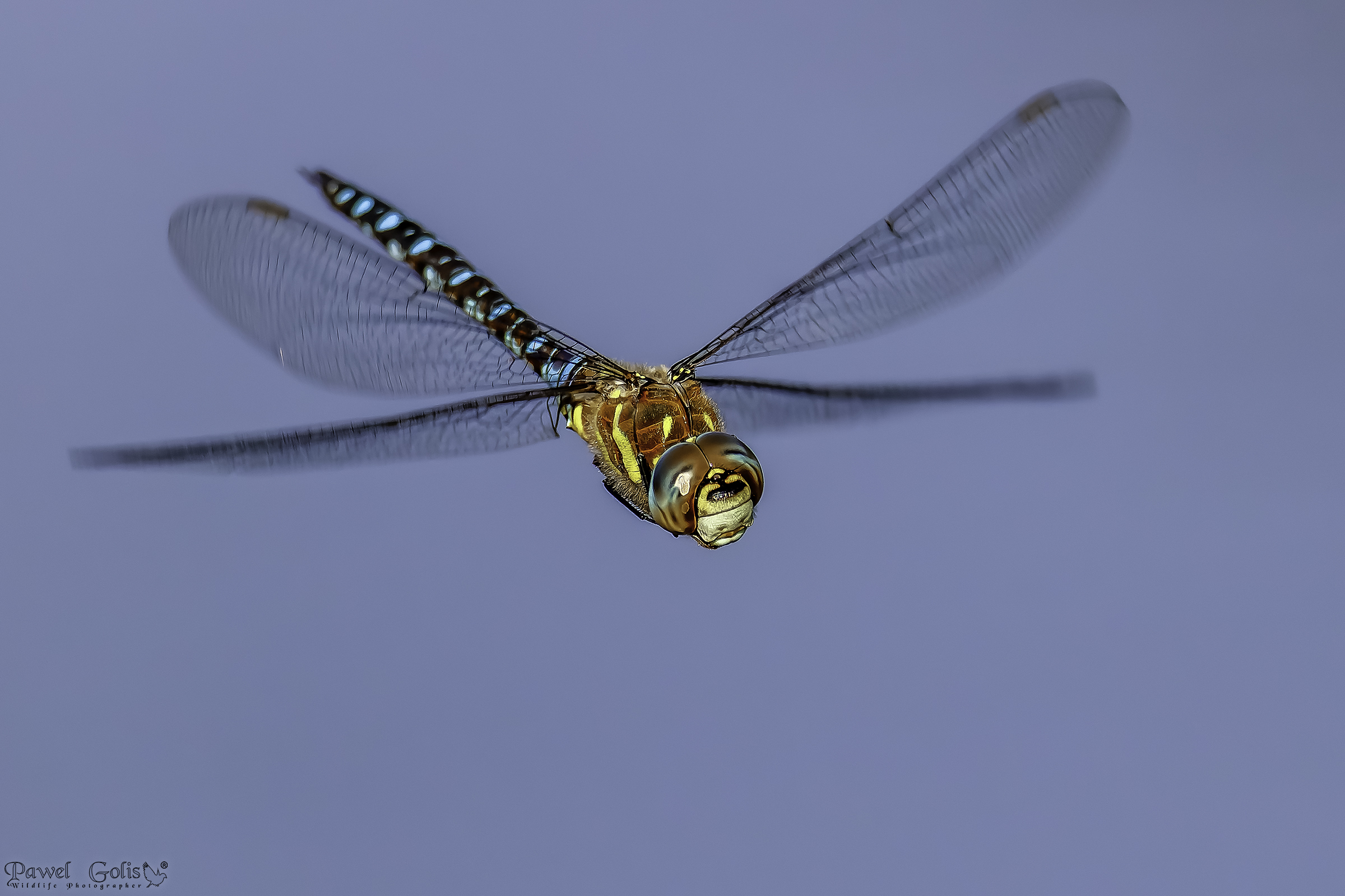 Venditore ambulante migrante (Aeshna mixta) v2