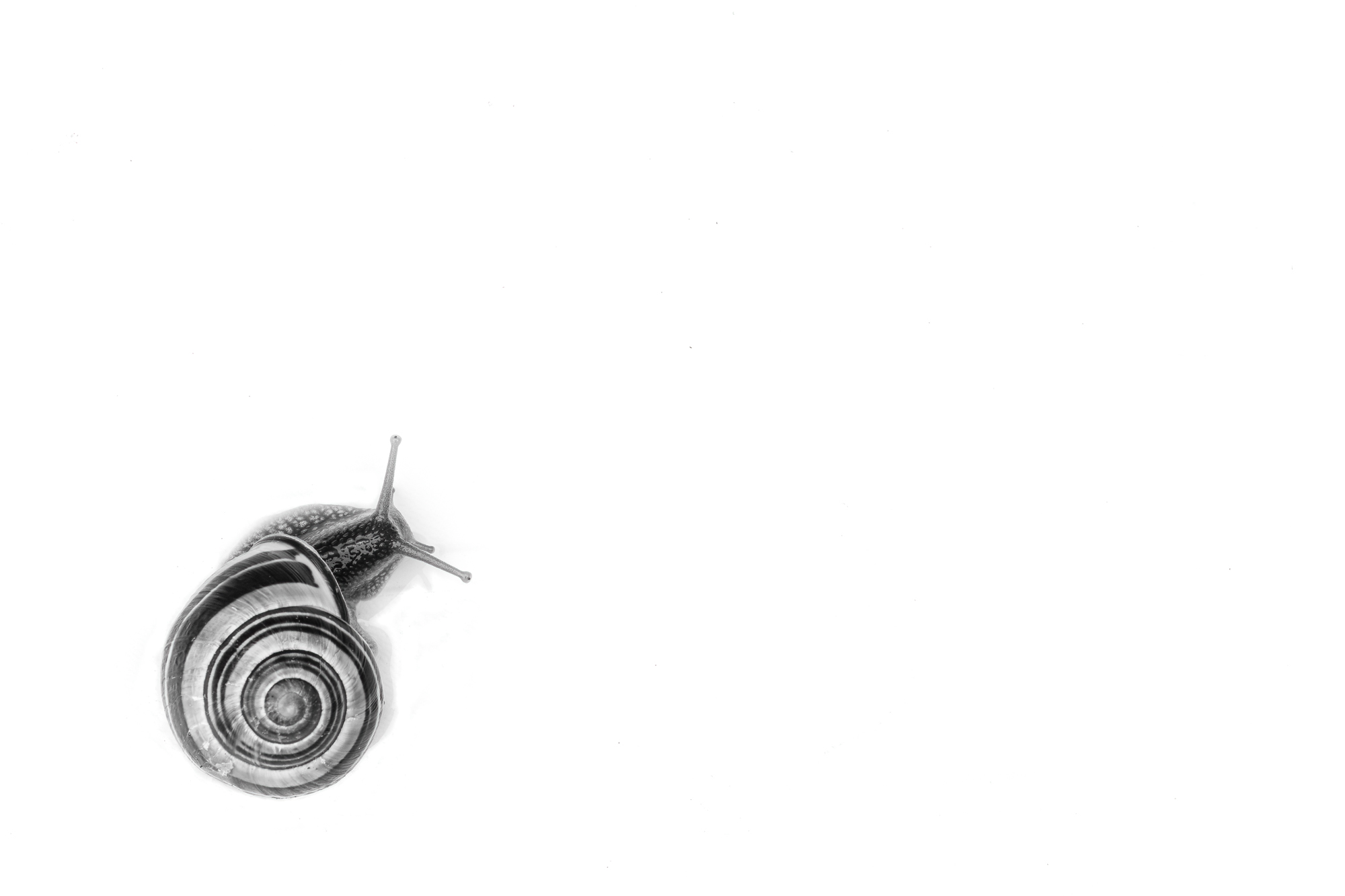 Minimal Snail