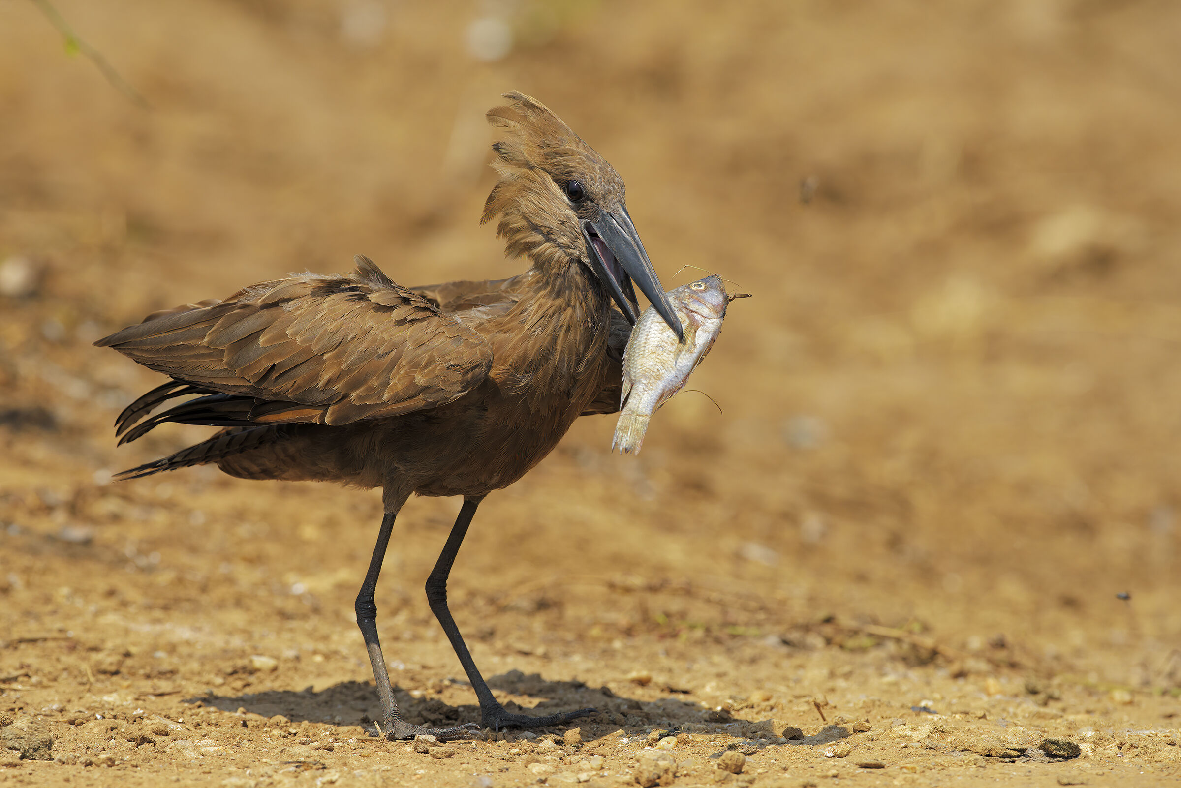The Hammer Fisherman