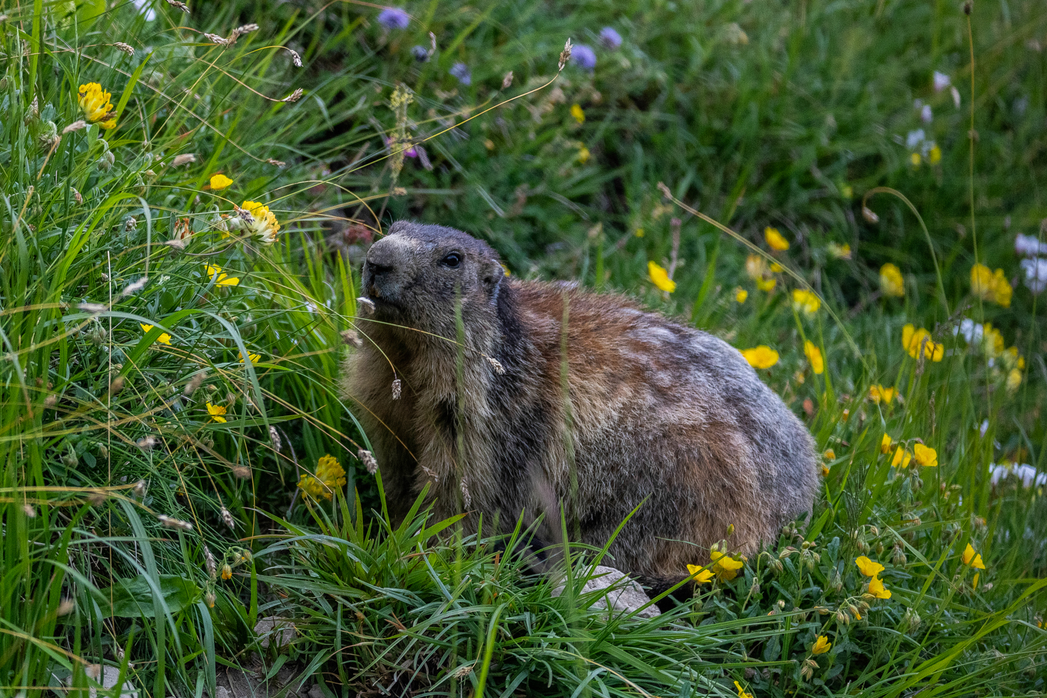 Marmotta