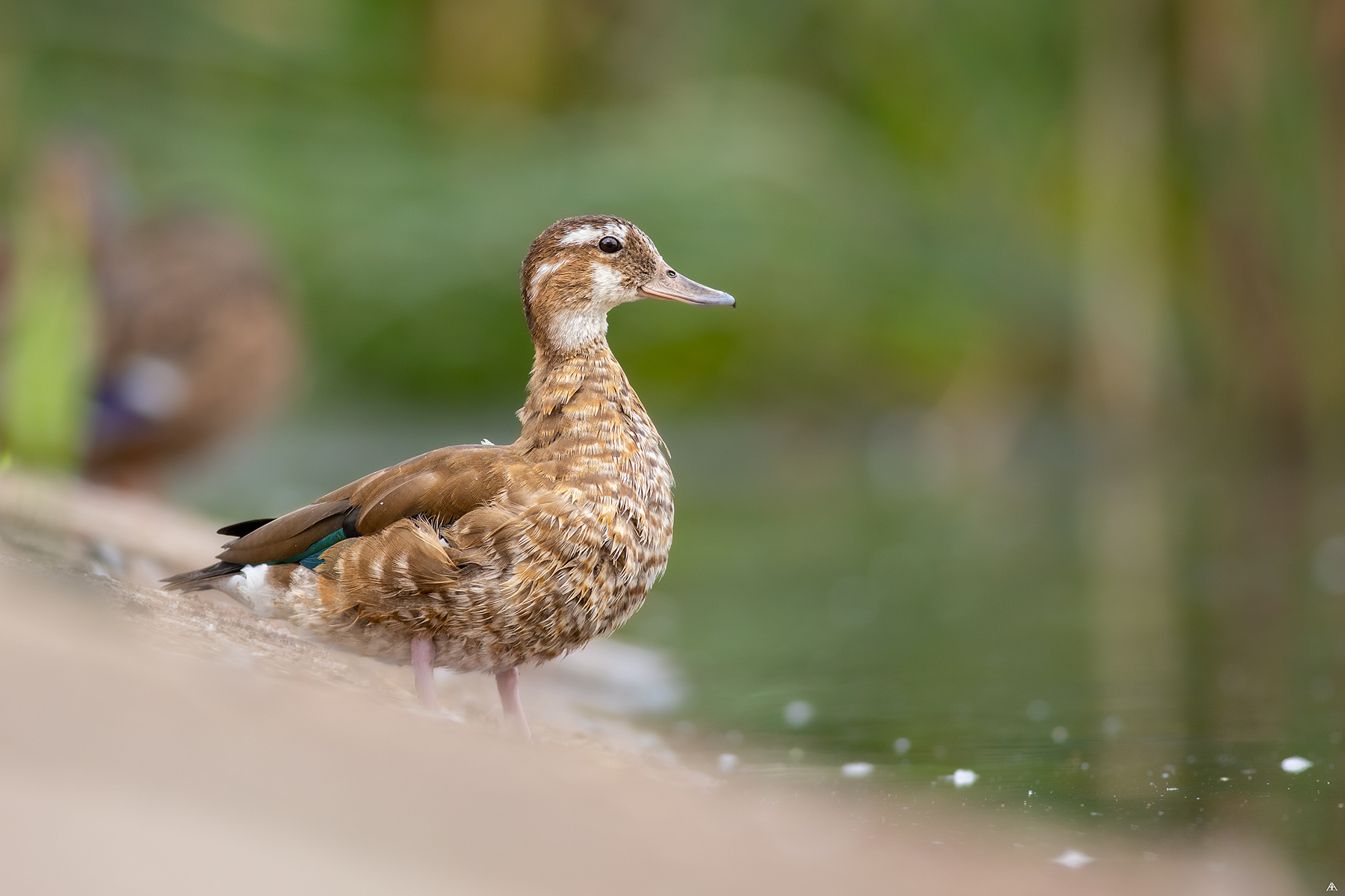 Rata micul atlantic / Callonetta leucofrys