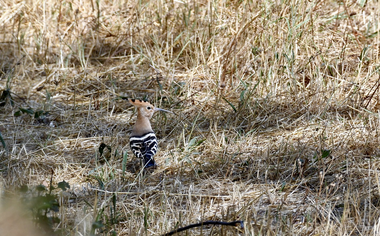 hoopoe
