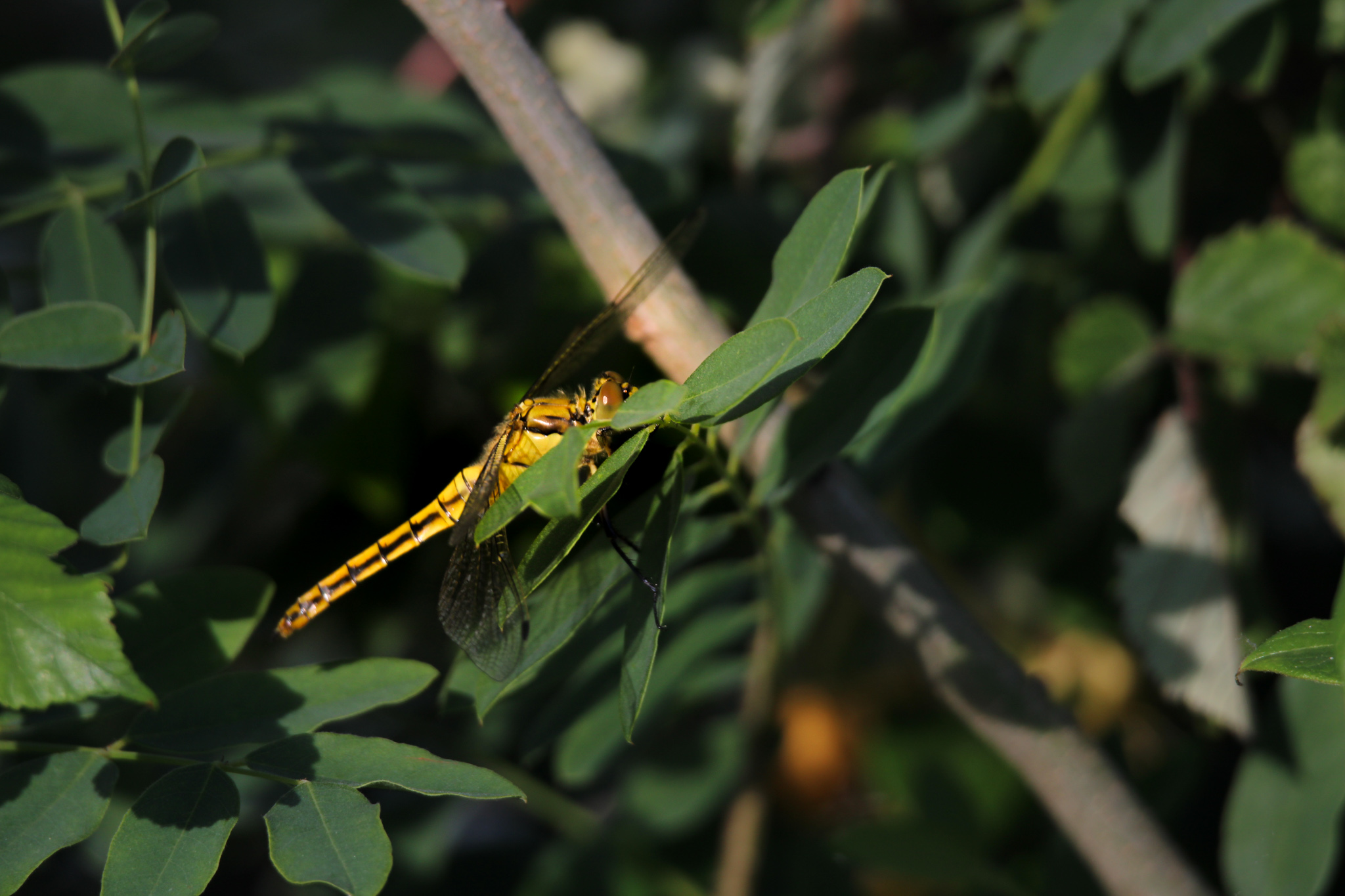 dragonfly