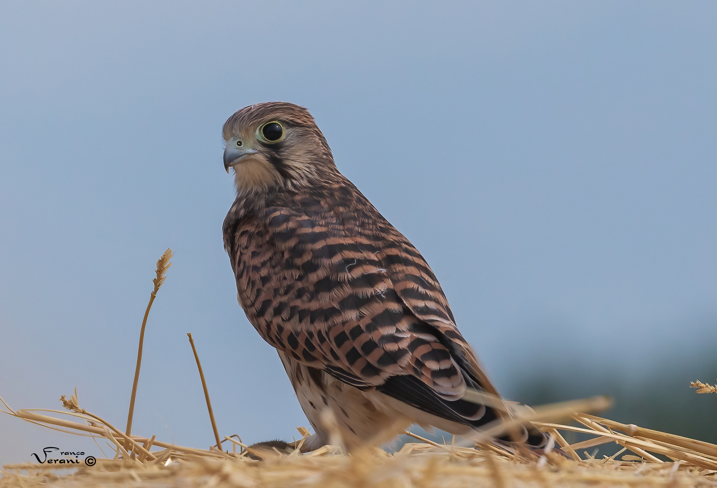 kestrel