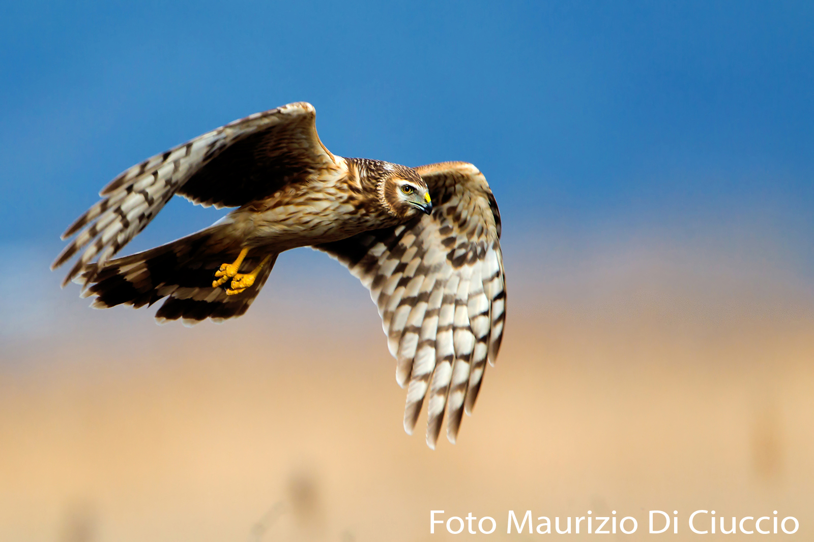 female hen harrier hunting