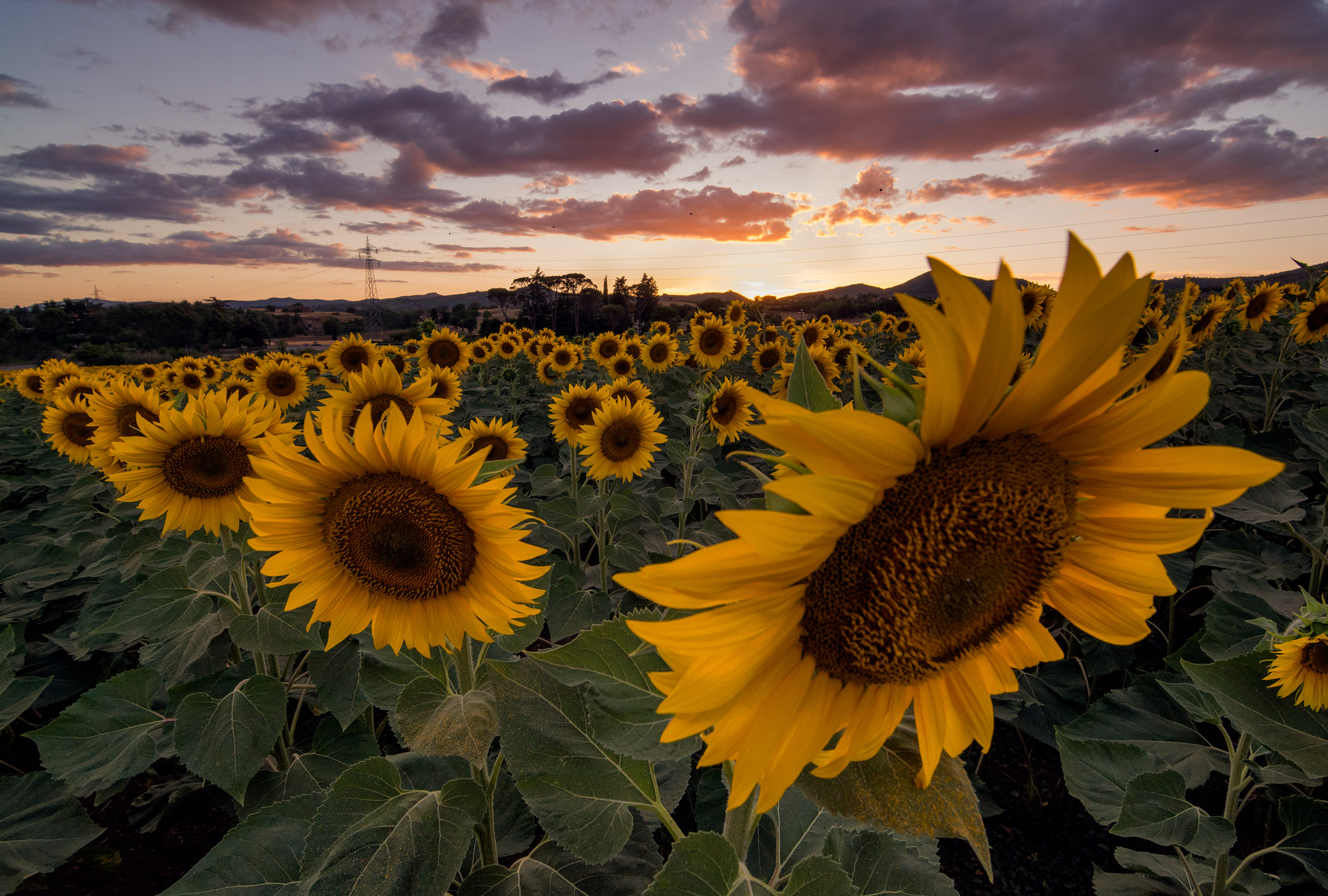 The flower of summer
