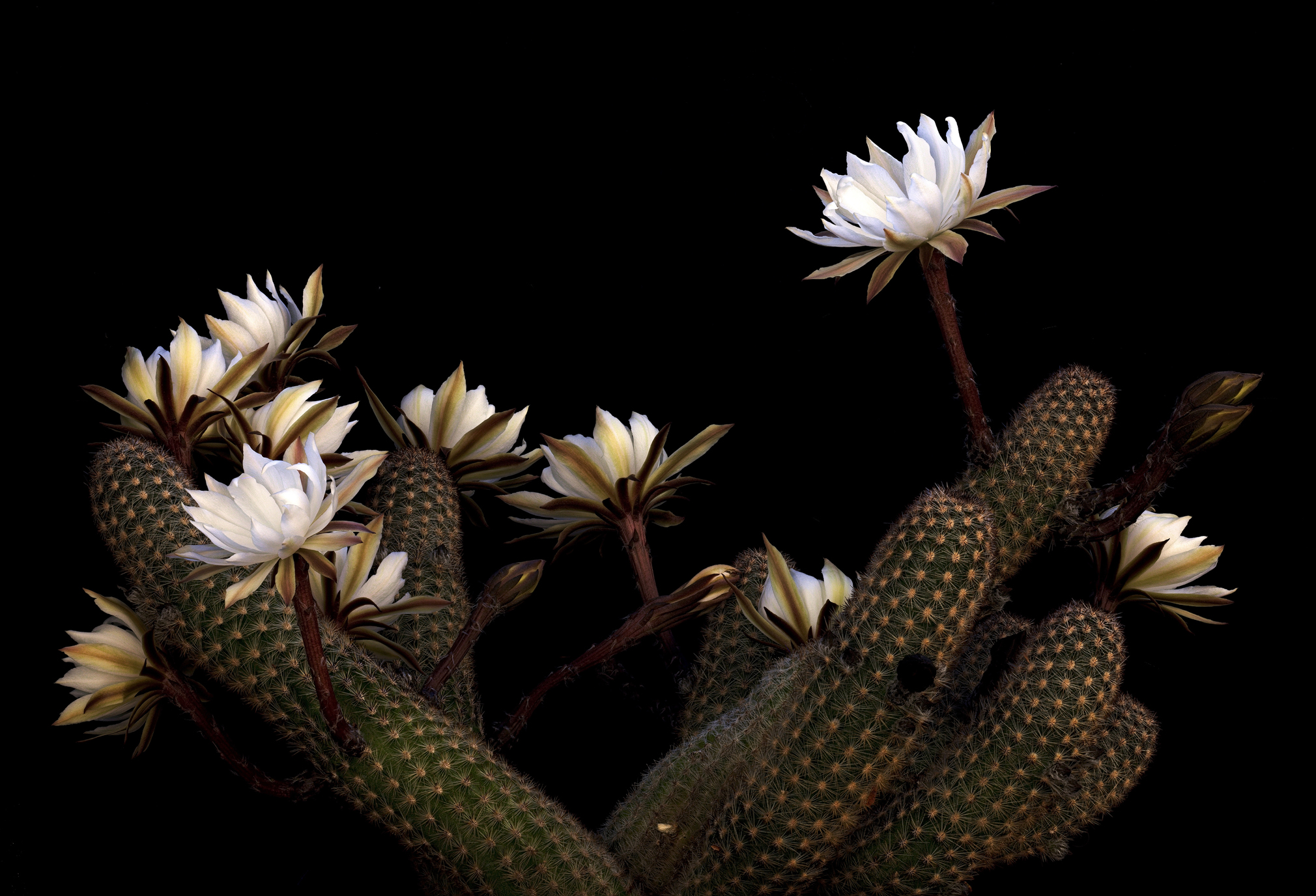 Pygmaeocereus bylesianus forma Matarani, Arequipa, Per&ugrav...