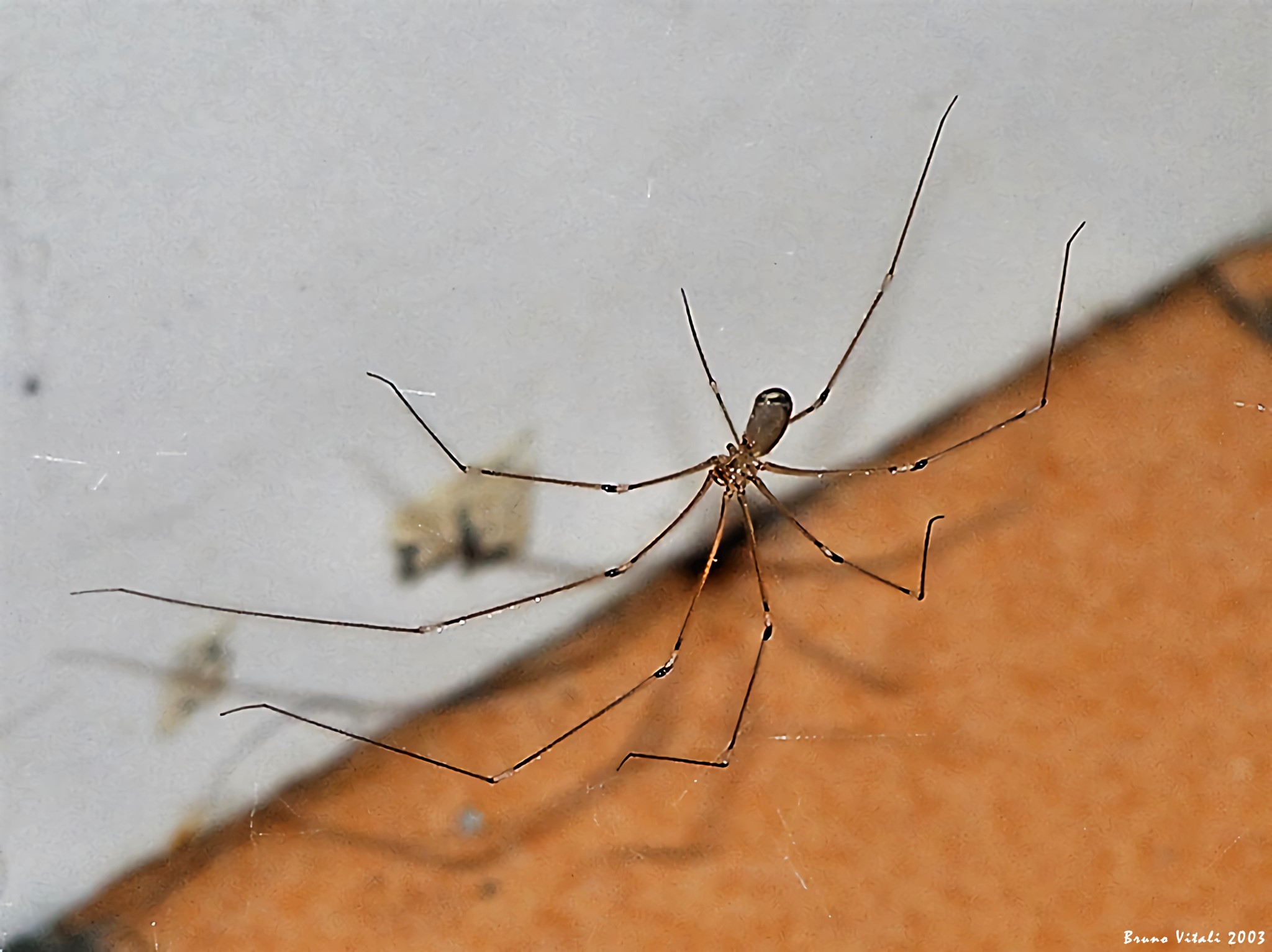 Ragno ballerino (Pholcus phalangioides)