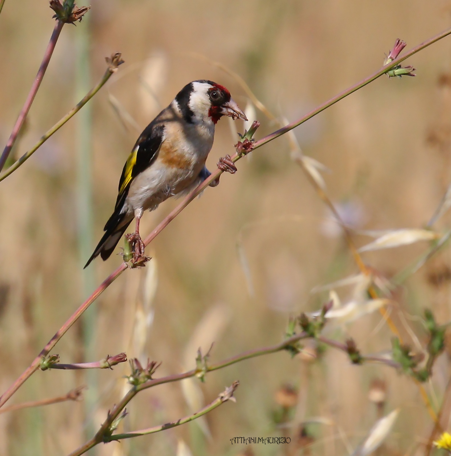 goldfinch
