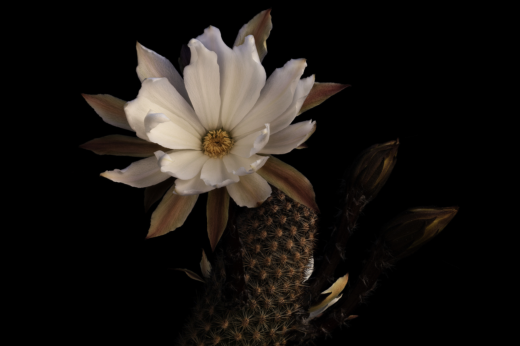 Pygmaeocereus bylesianus forma Matarani, Arequipa, Per&ugrav...