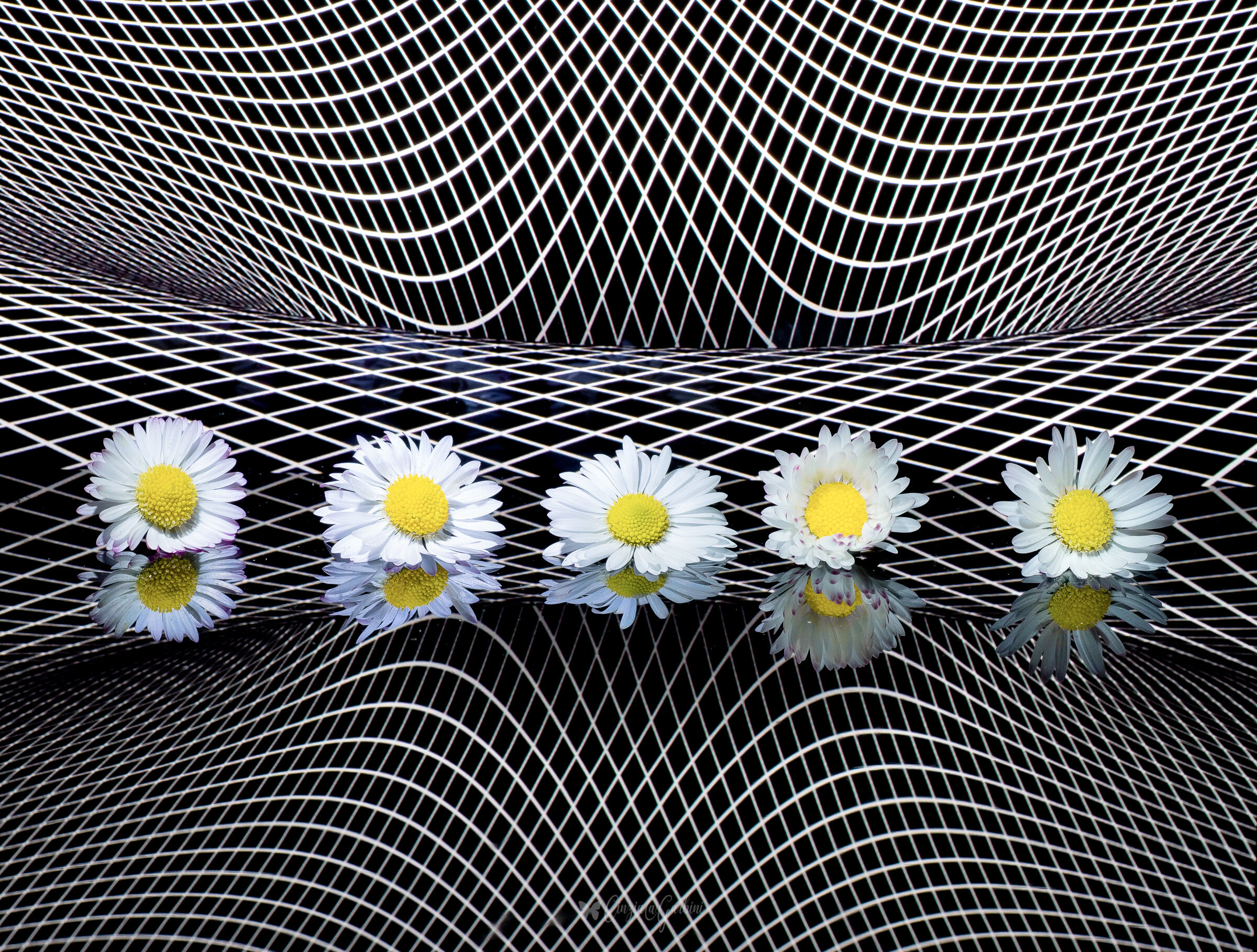 daisies in the net