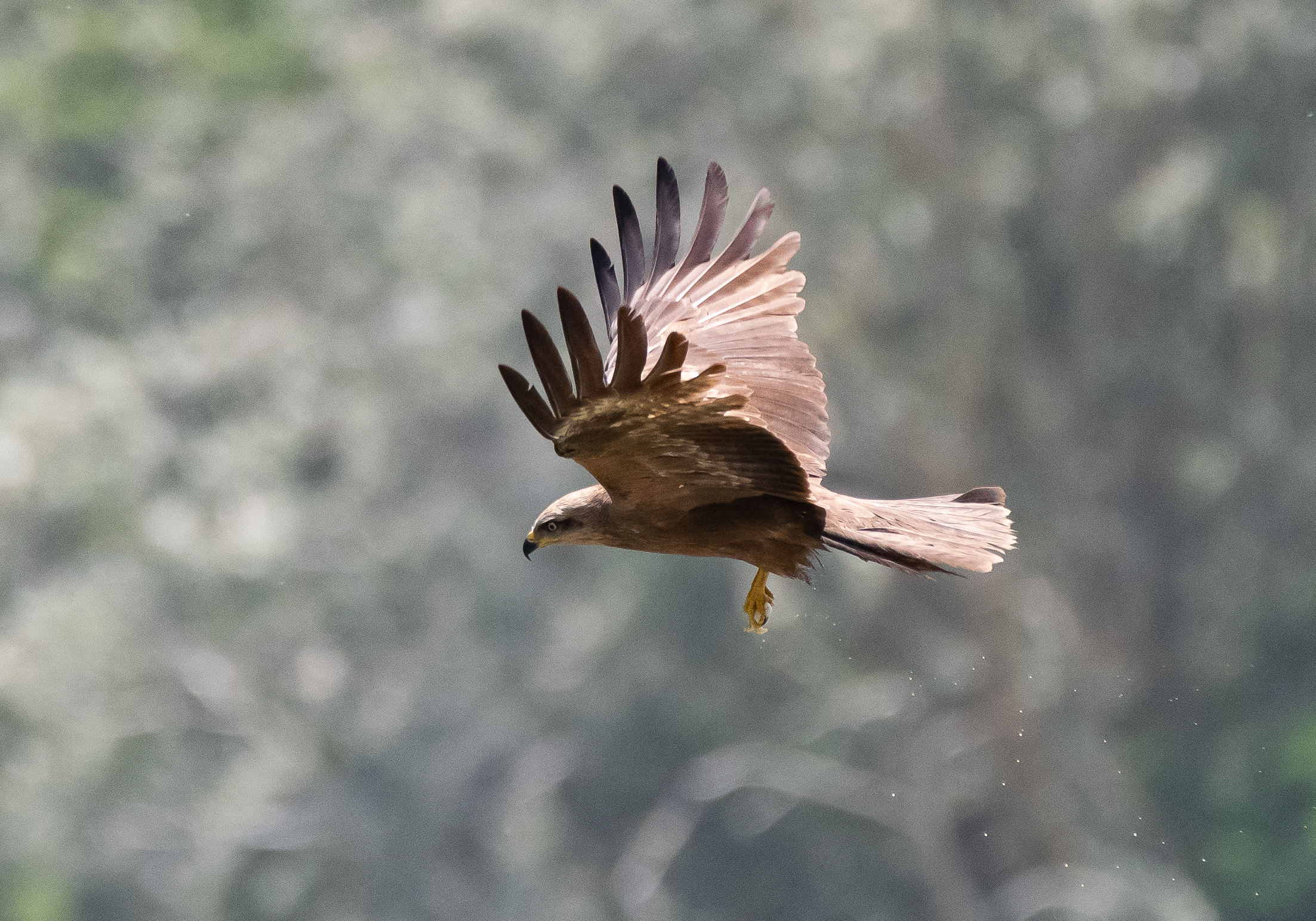 red kite