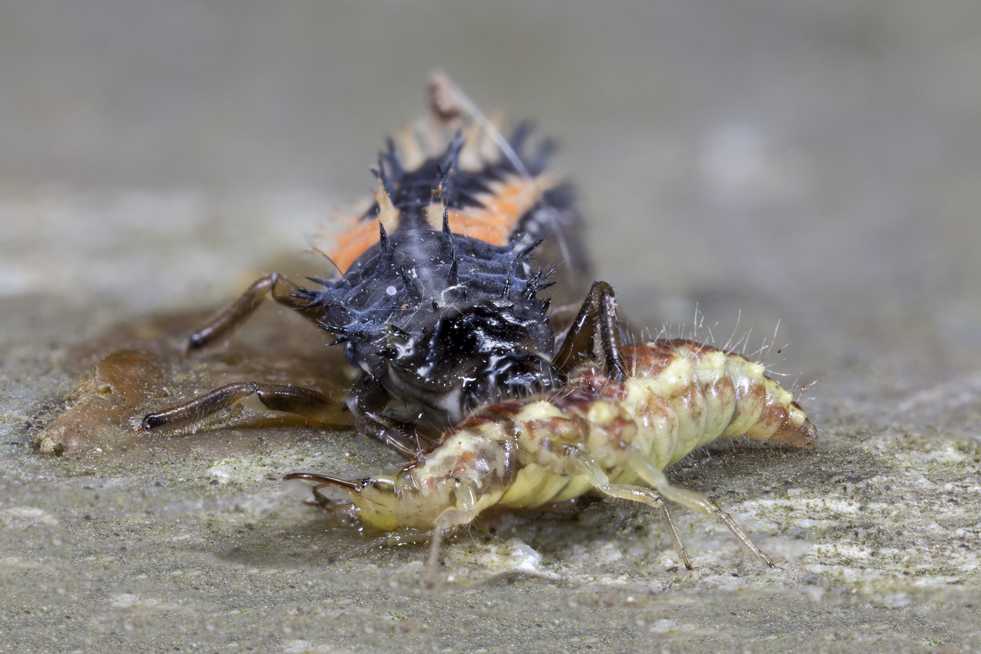 Larva of ladybug Harmonia axyridis with prey: Larva