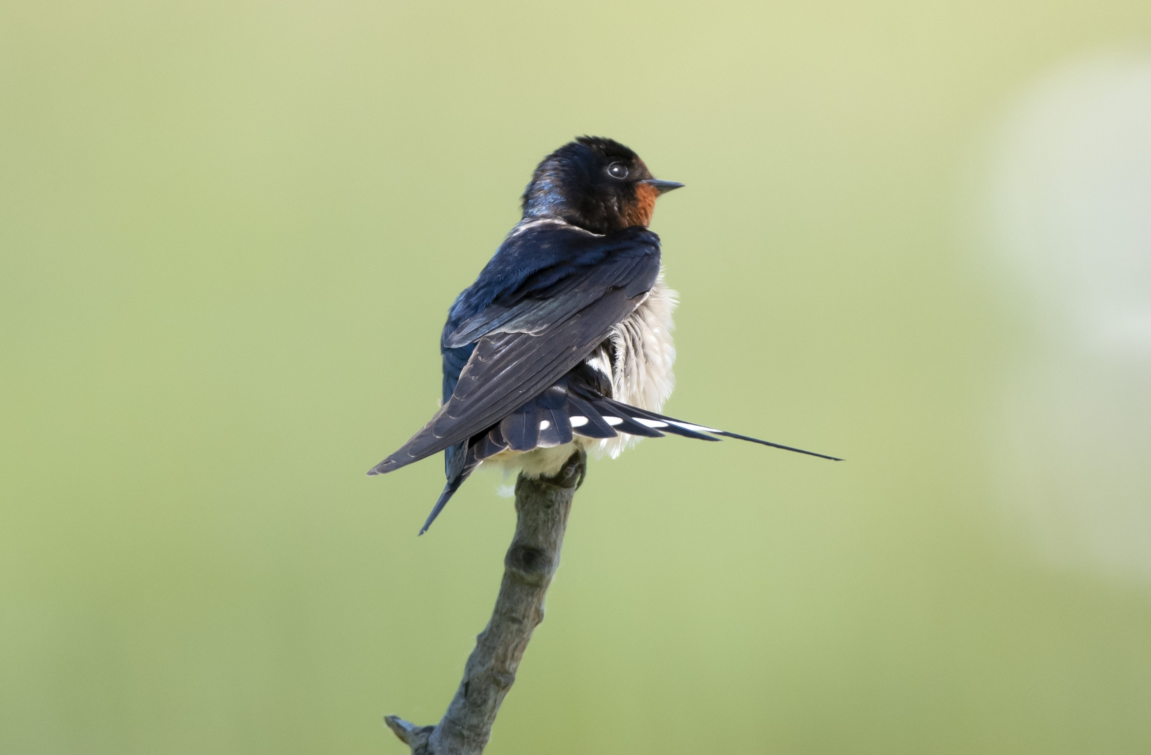 Barn swallow