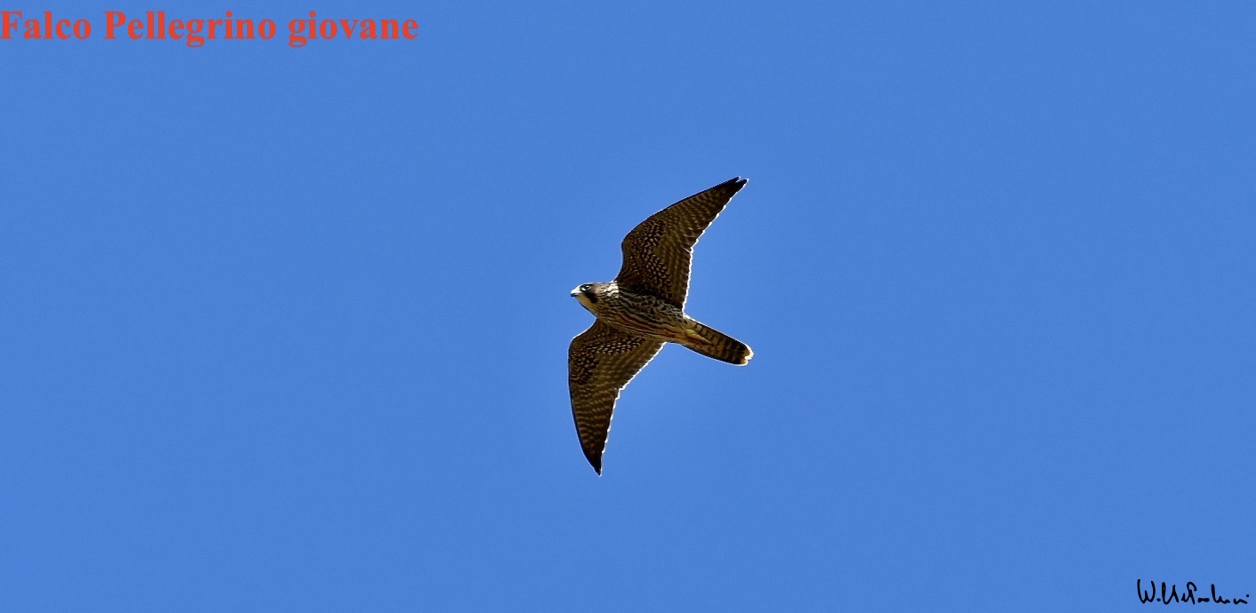 Young Peregrine Falcon 1