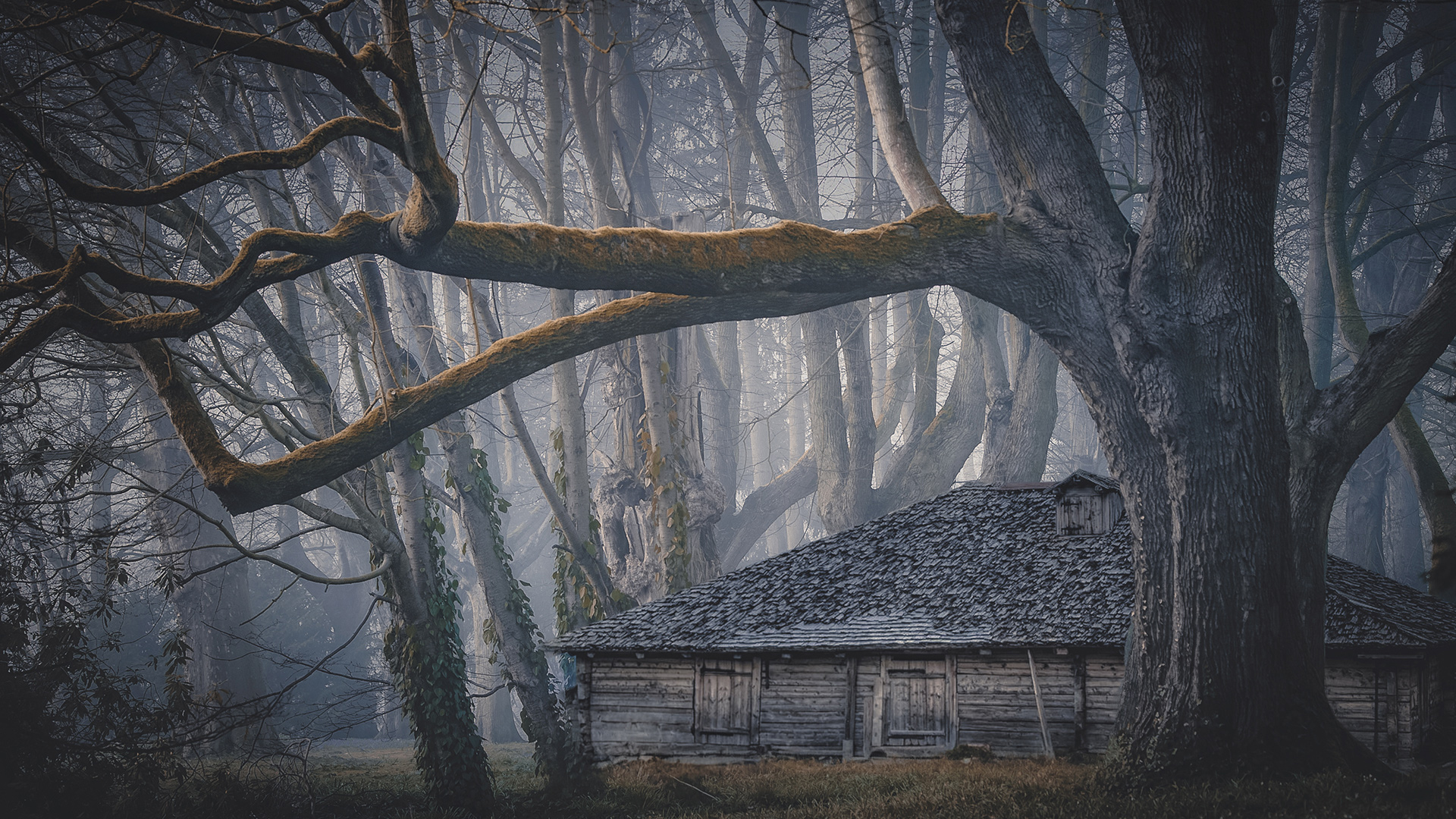 Nebbia forestale