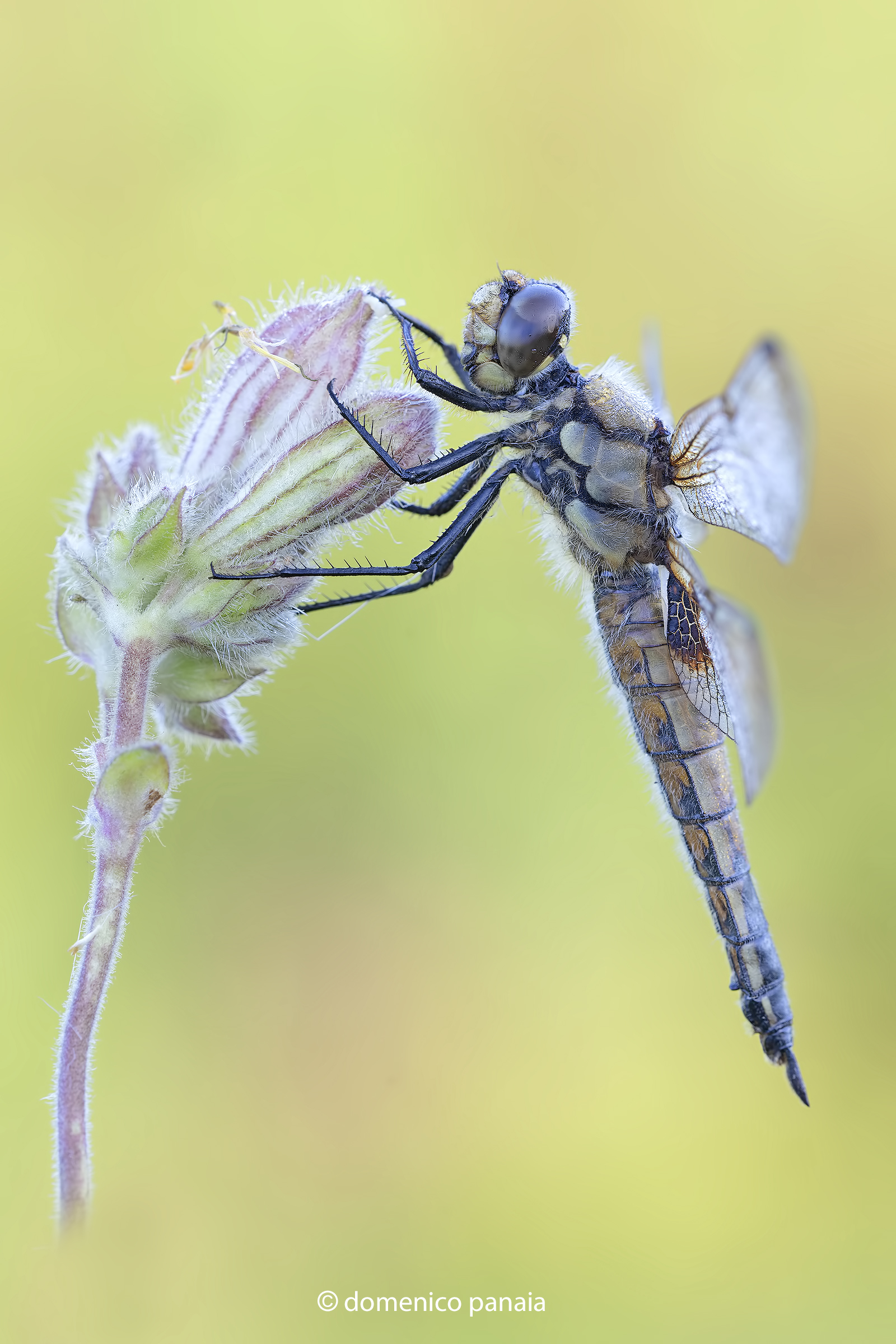 libellula quadrimaculata