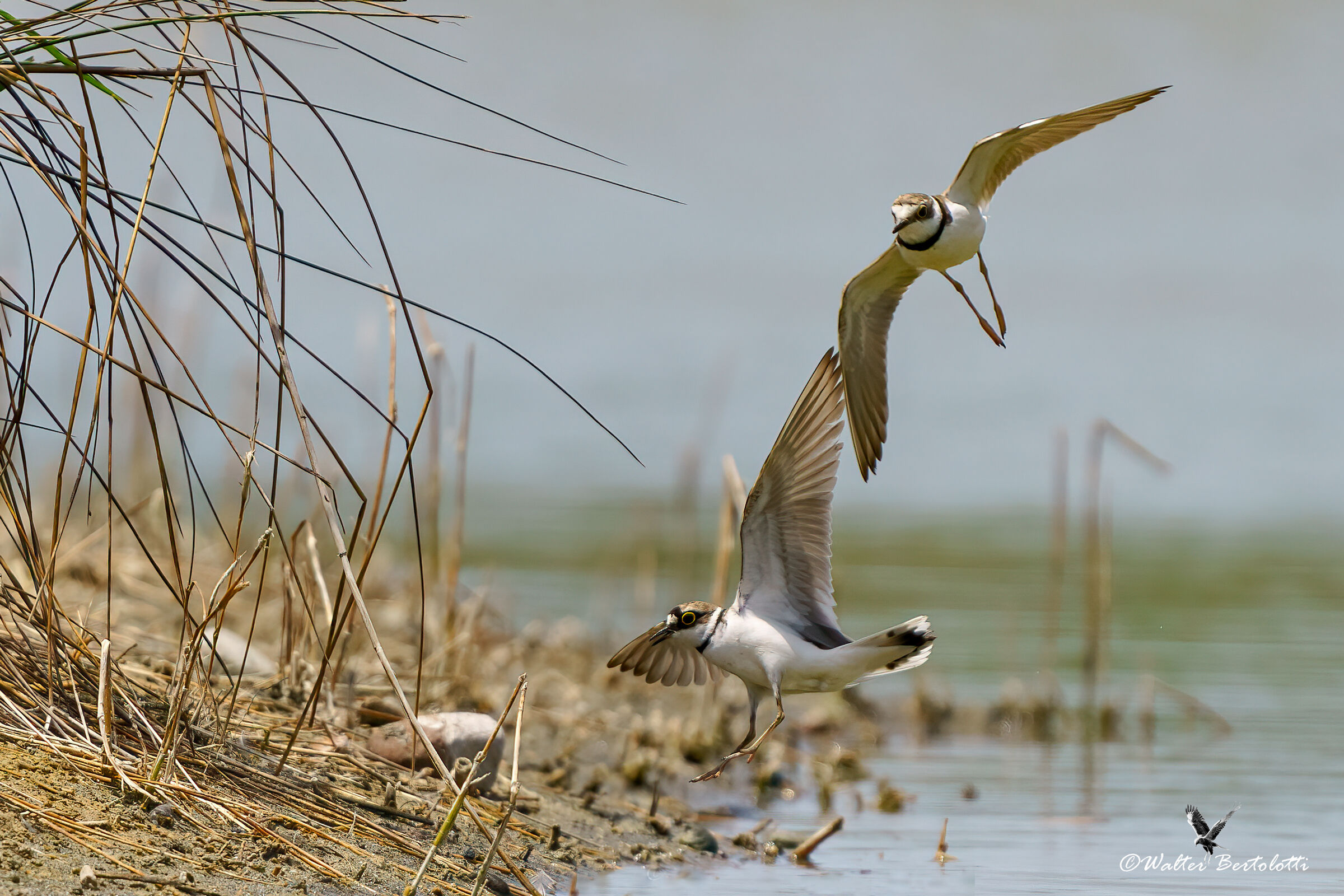 disputa territoriale