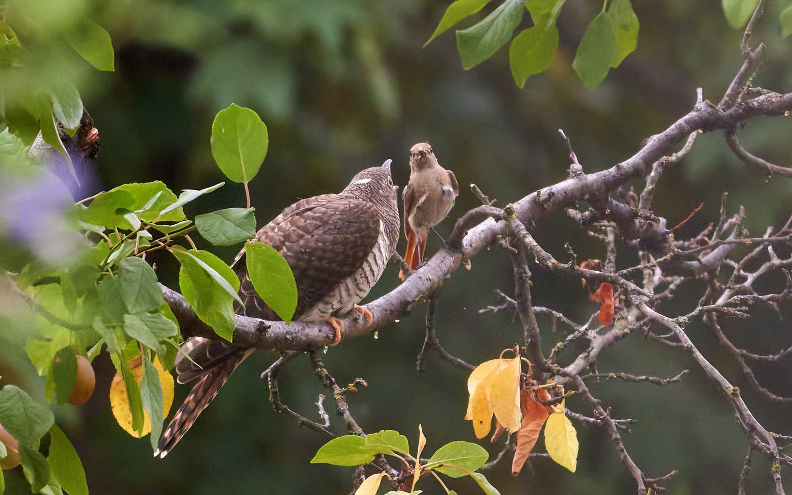 Cuckoo with redstart adoptive mother