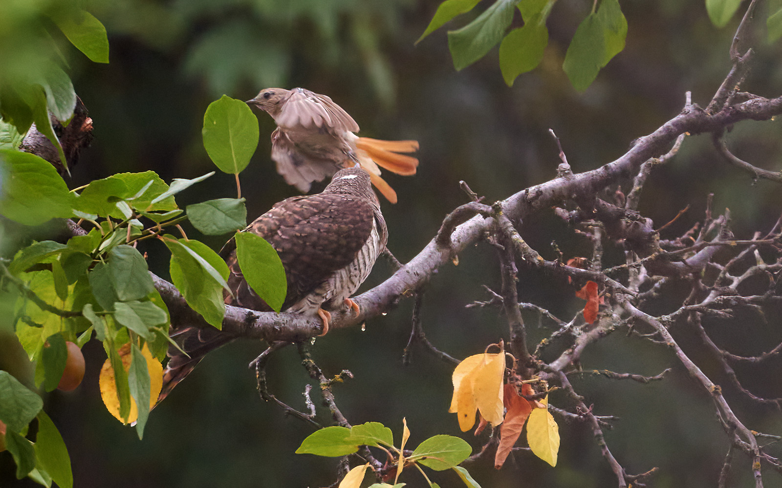 Cuckoo with redstart adoptive mother