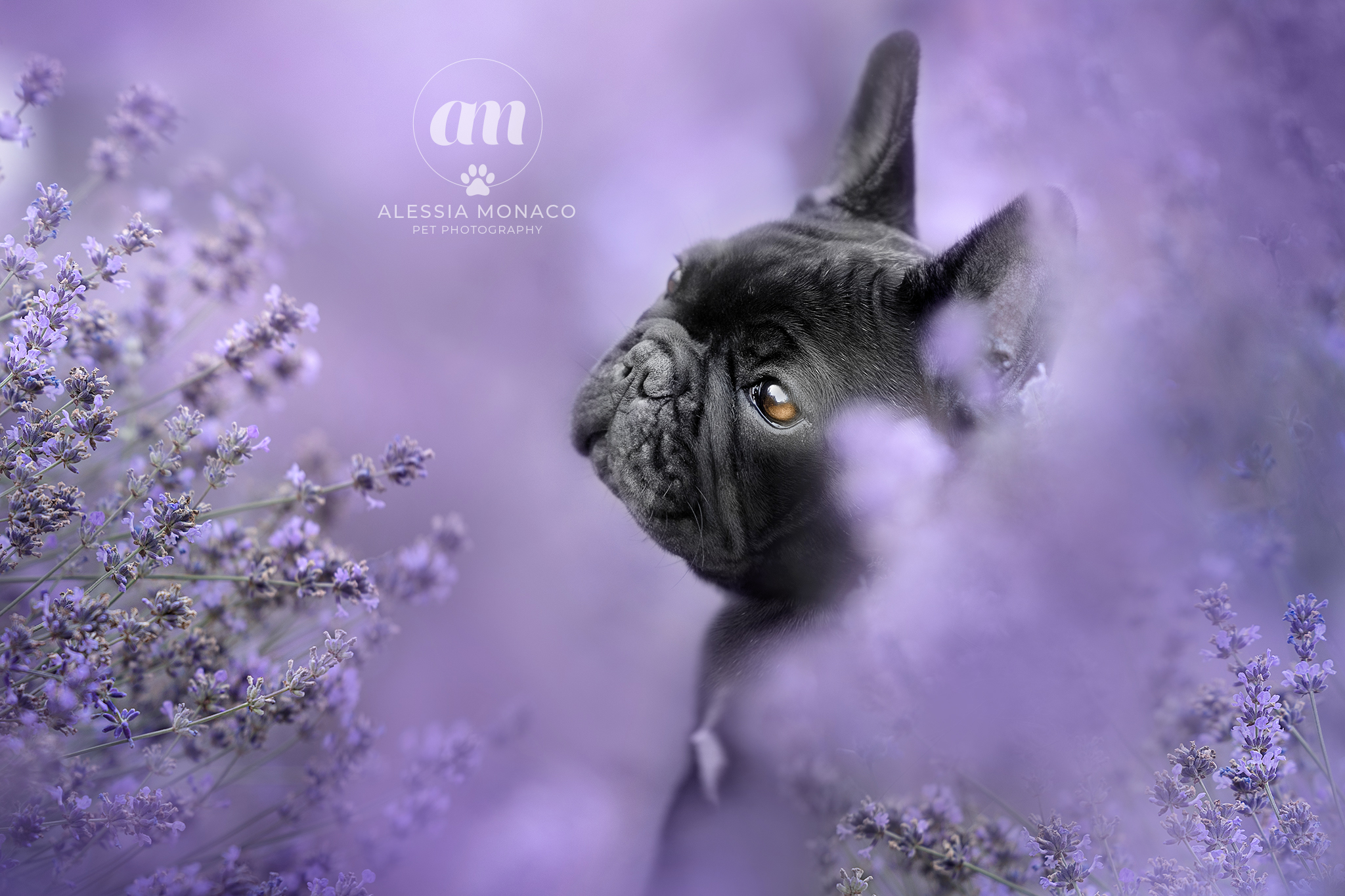 Mini bulldog francesce