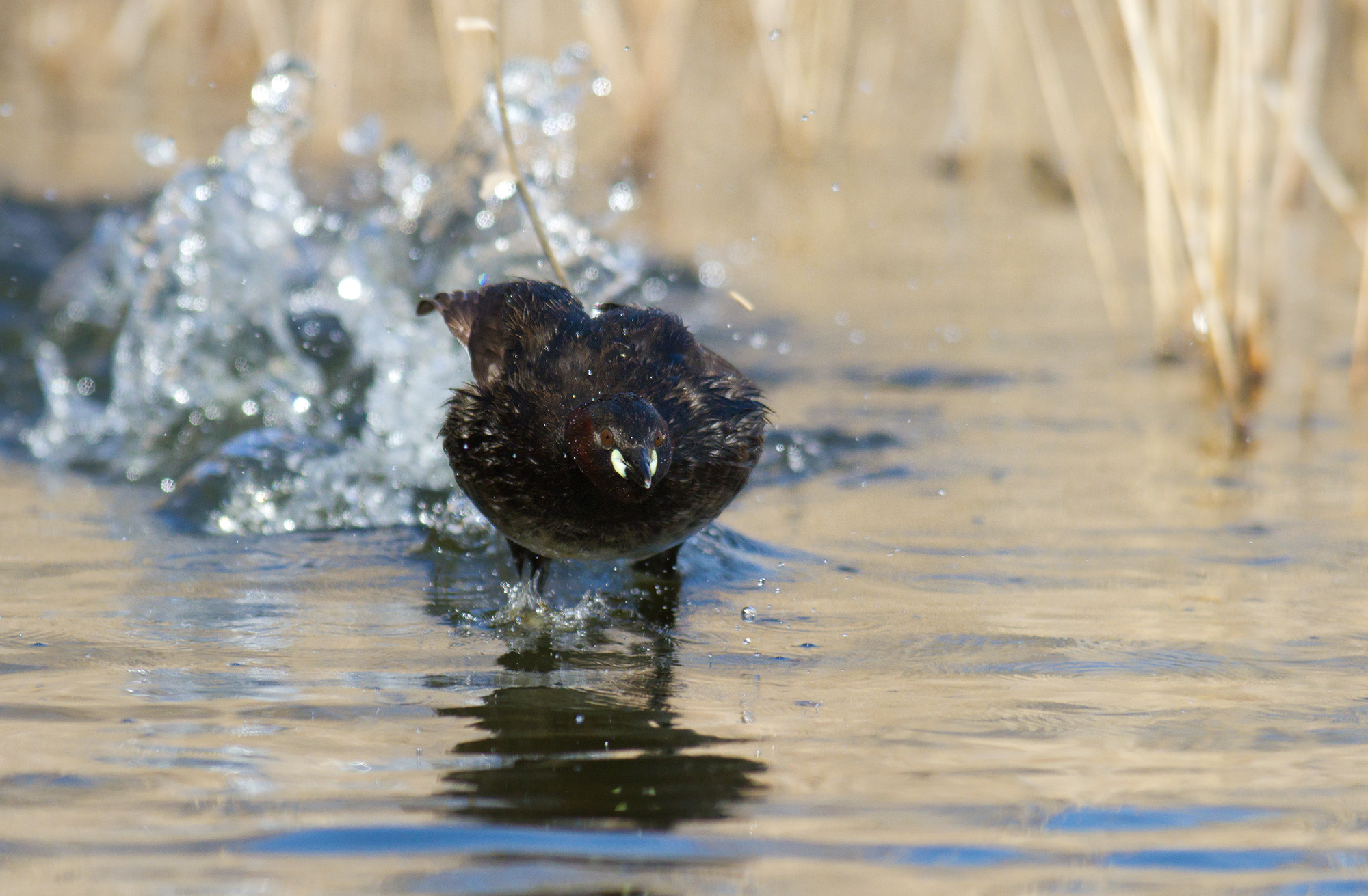 Little Grebe