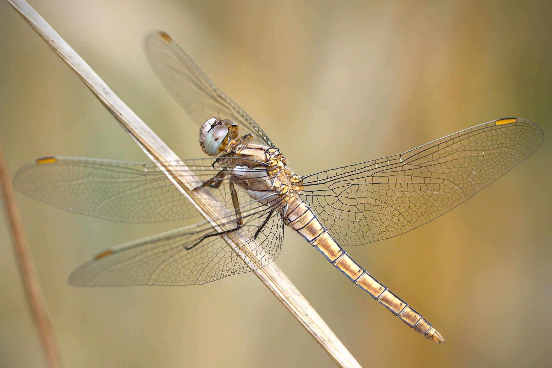 Orthetrum brunneum (female)