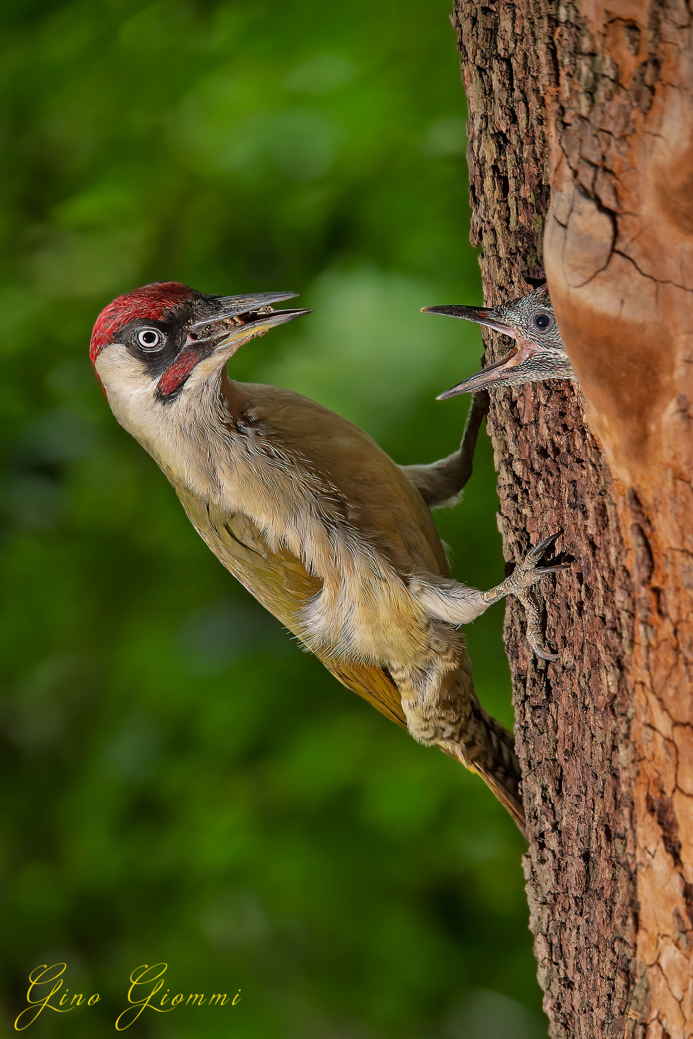 Imbeccata Green woodpecker