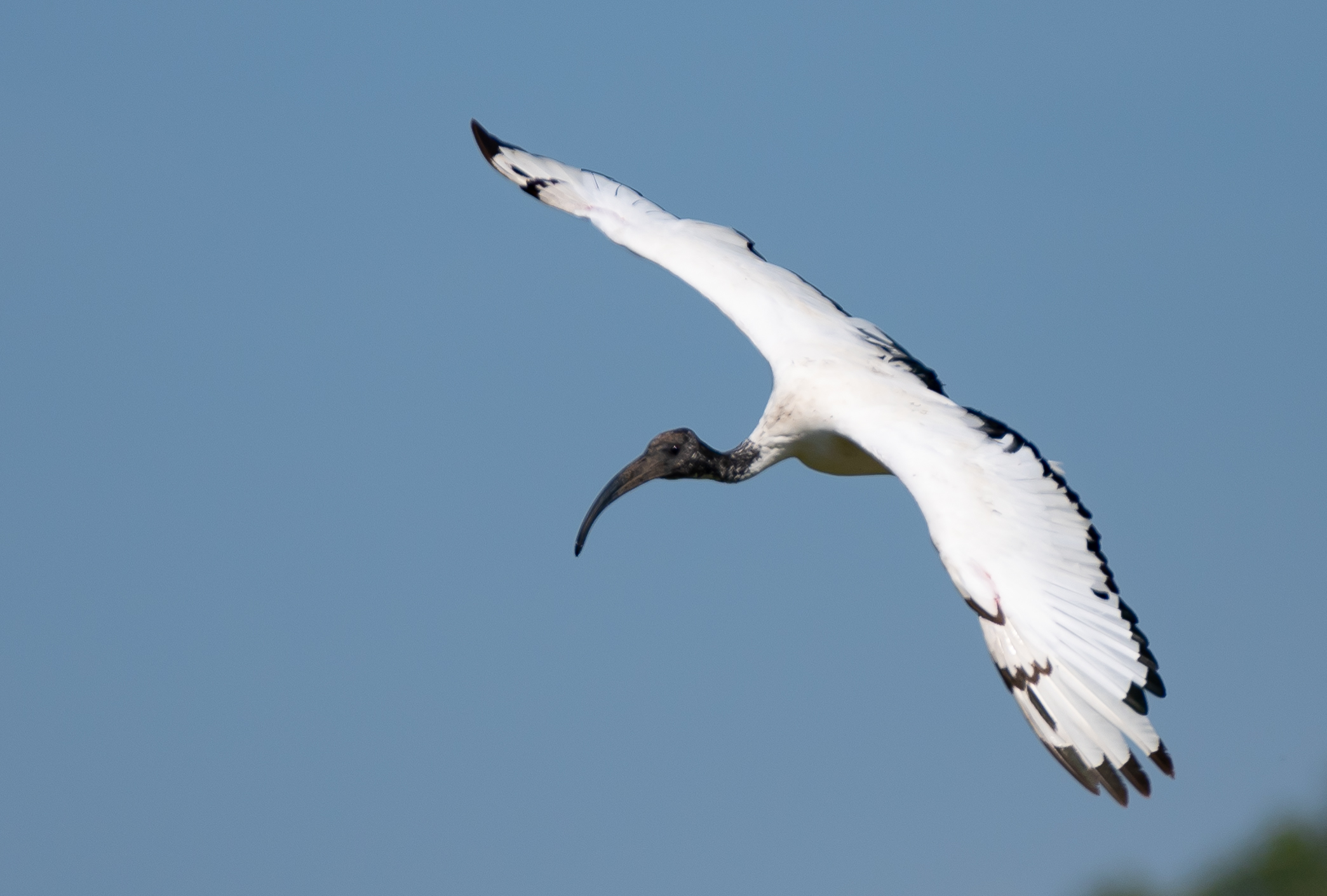 Sacred Ibis