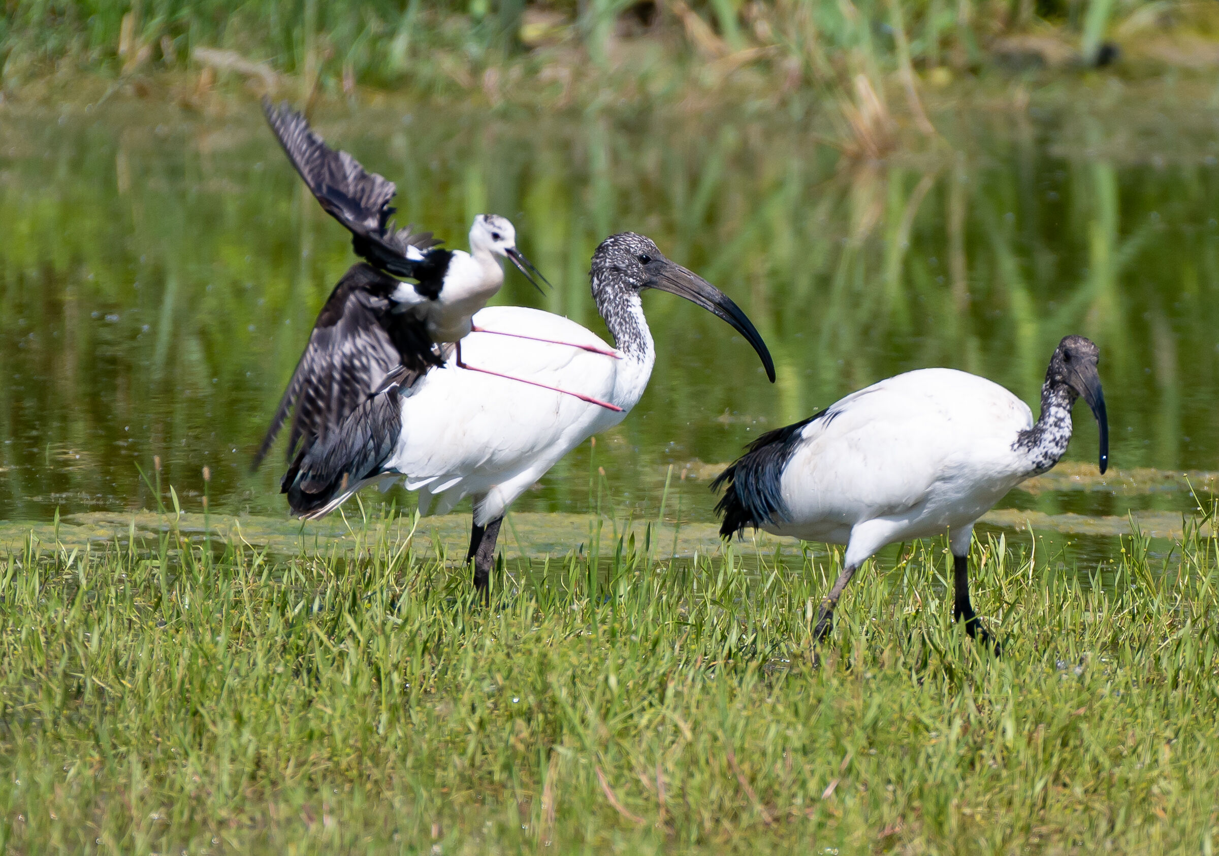 Knight of Italy VERSUS sacred ibis