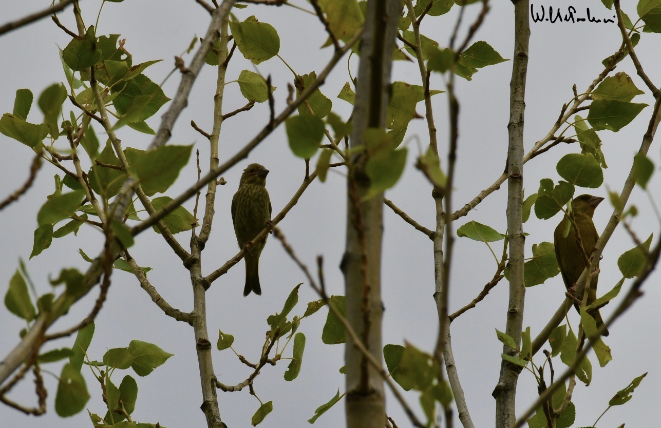Young greenfinch with adult greenfinch