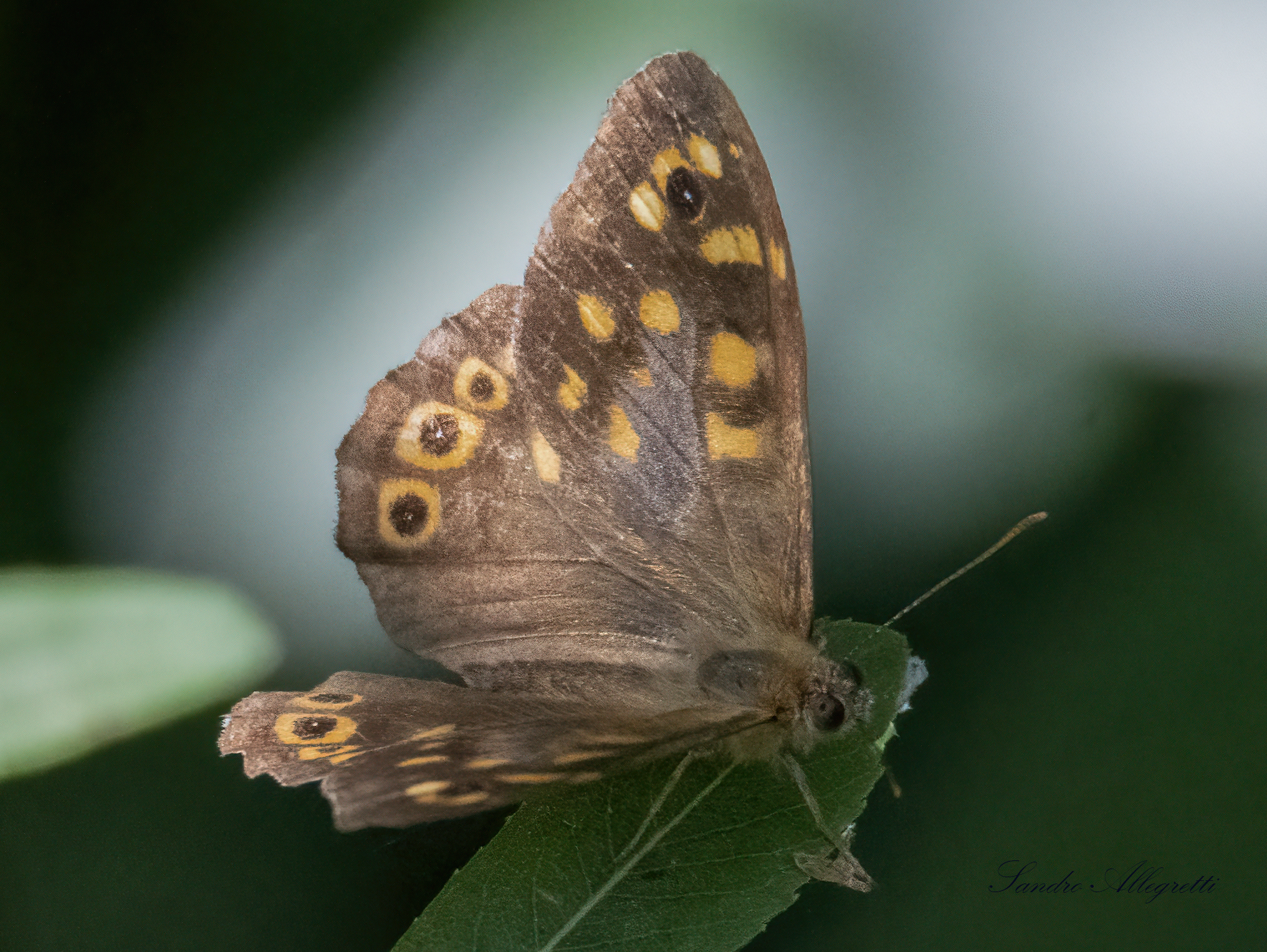 Pararge aegeria (family Nymphalidae)