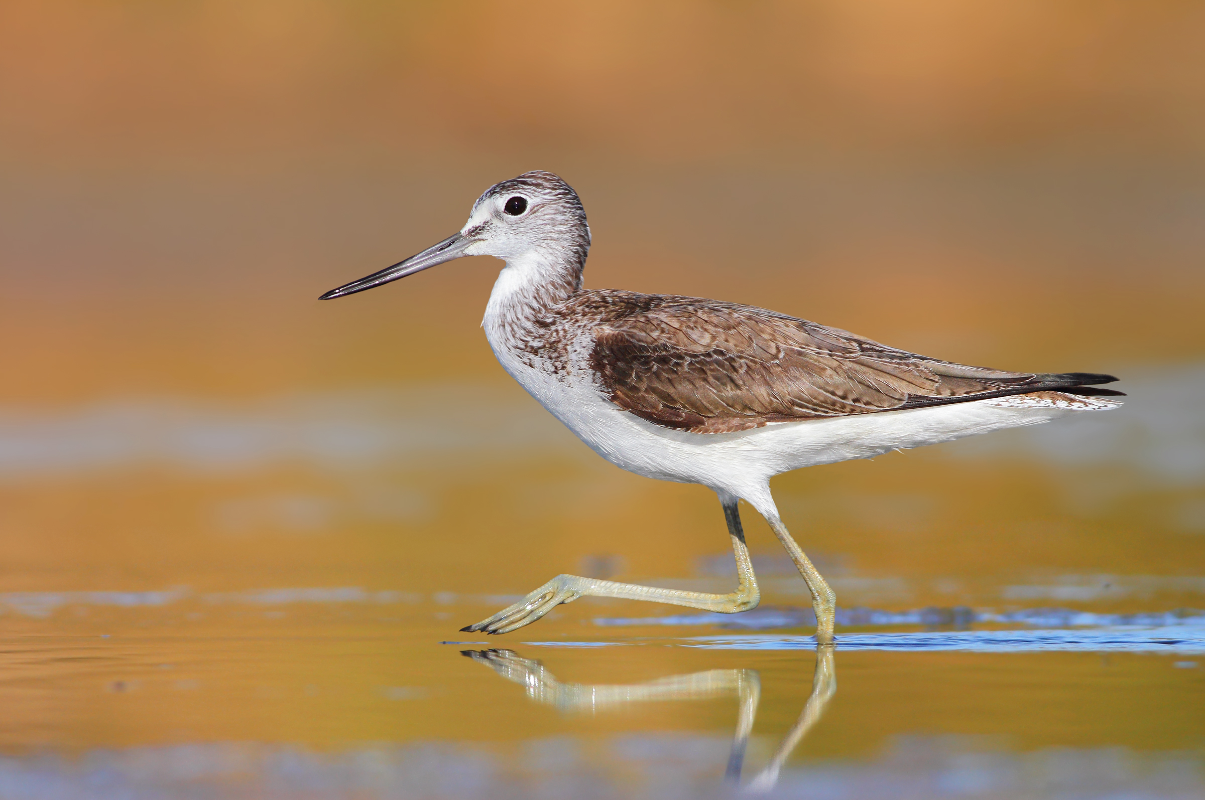 greenshank