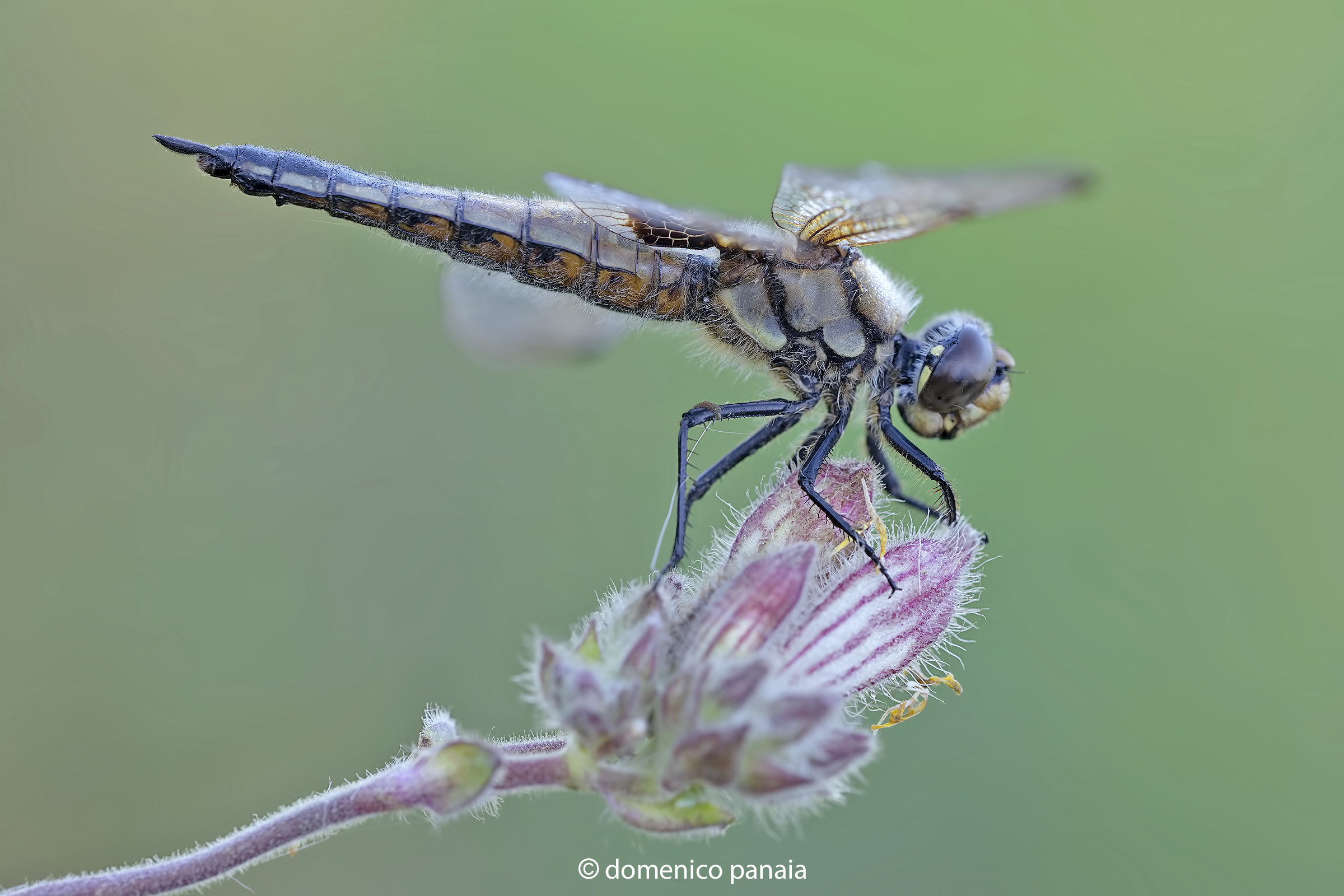 orthetrum albistylum