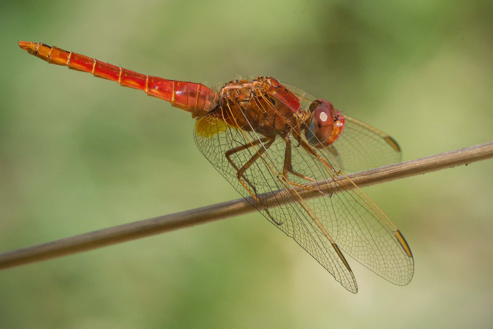Crocothemis erythraea (male)