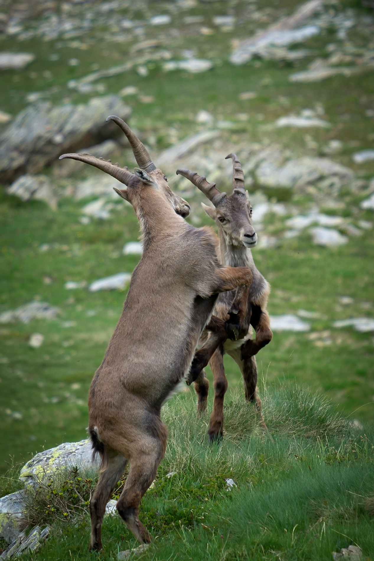 Young ibexes