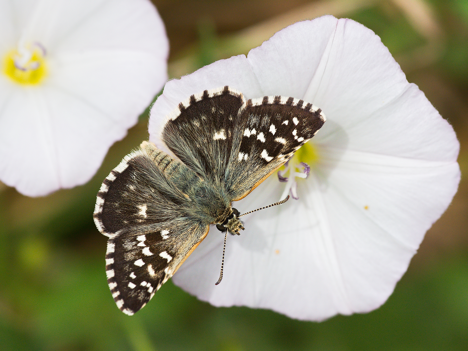 Butterfly to be identified
