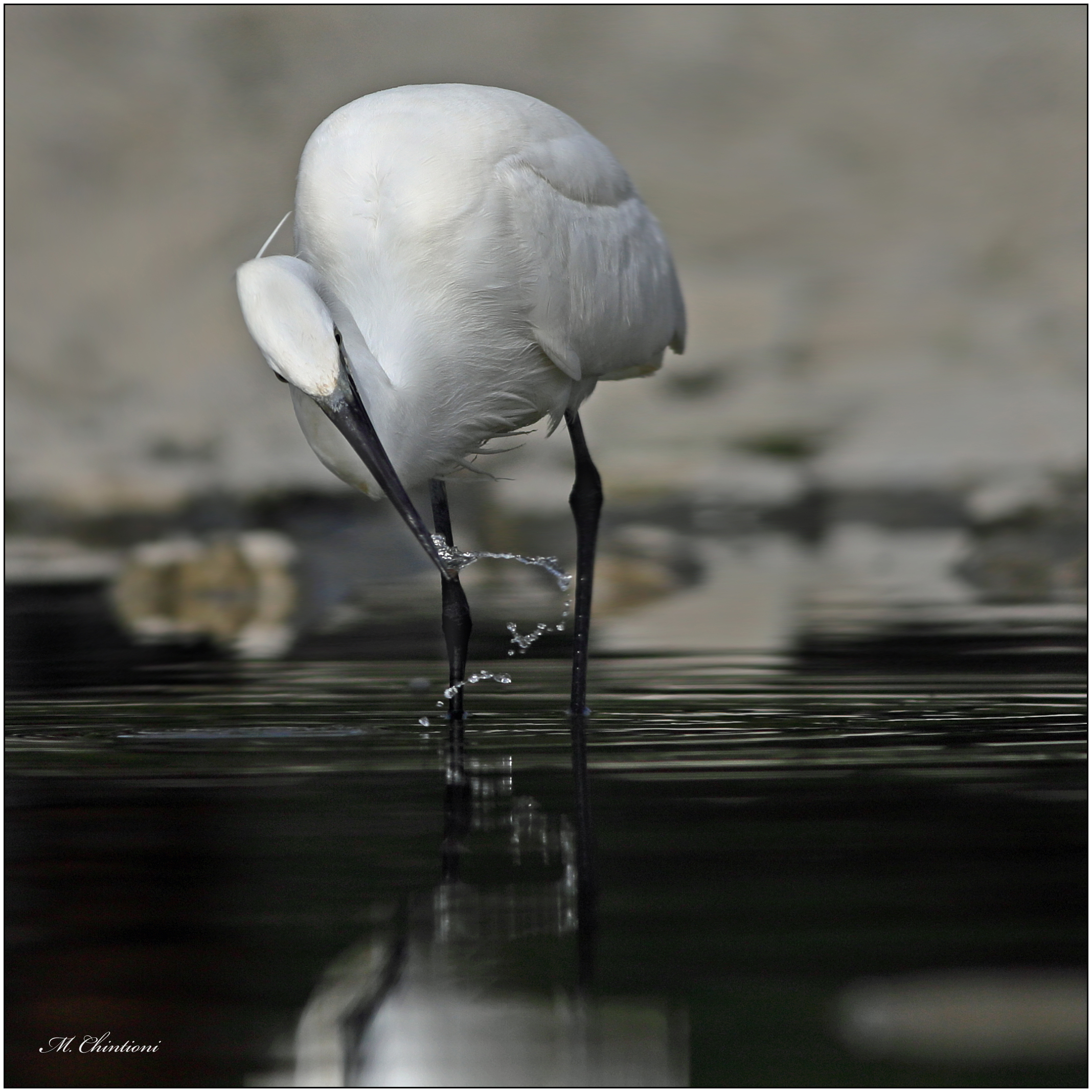 egret