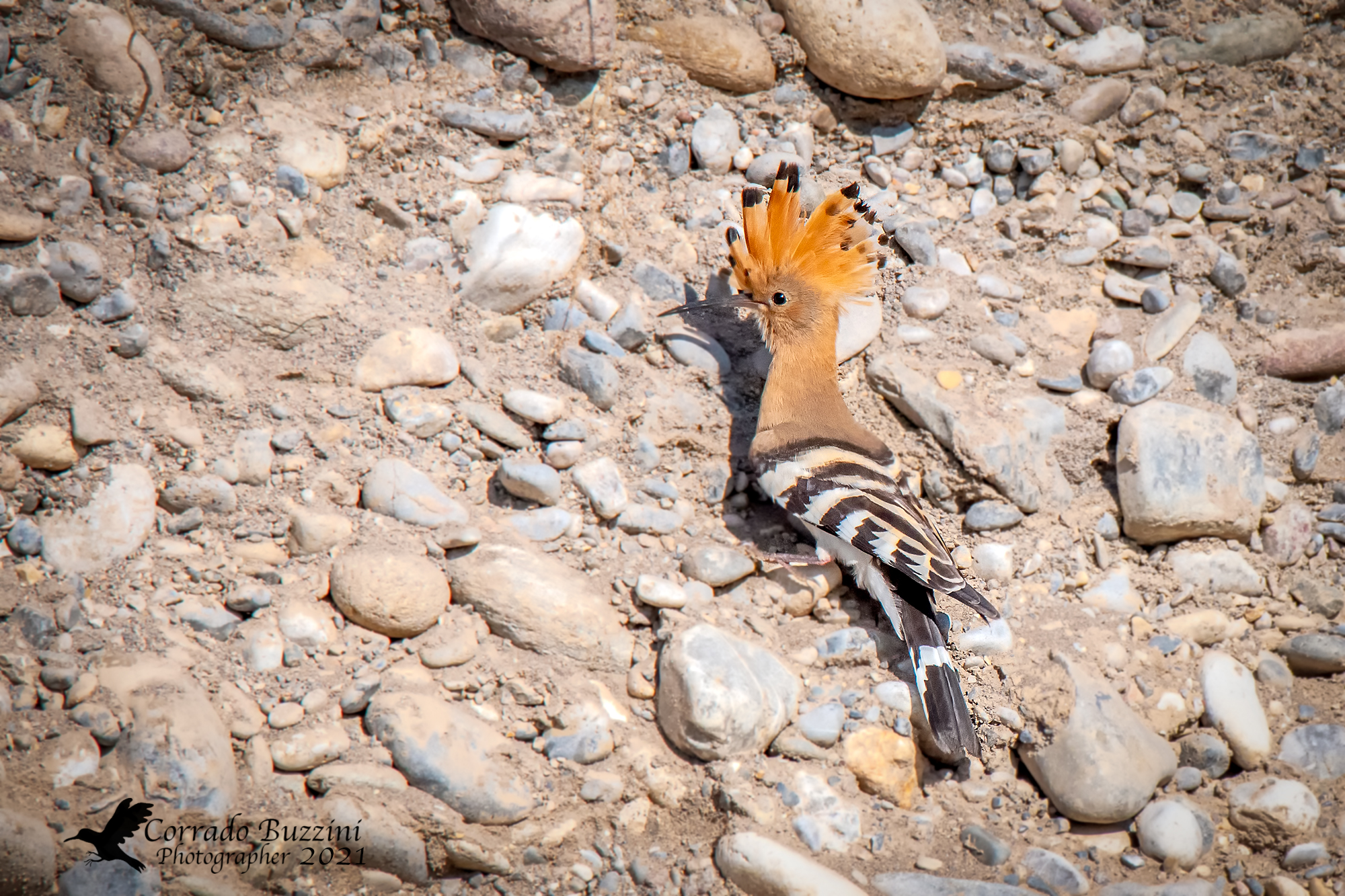 hoopoe