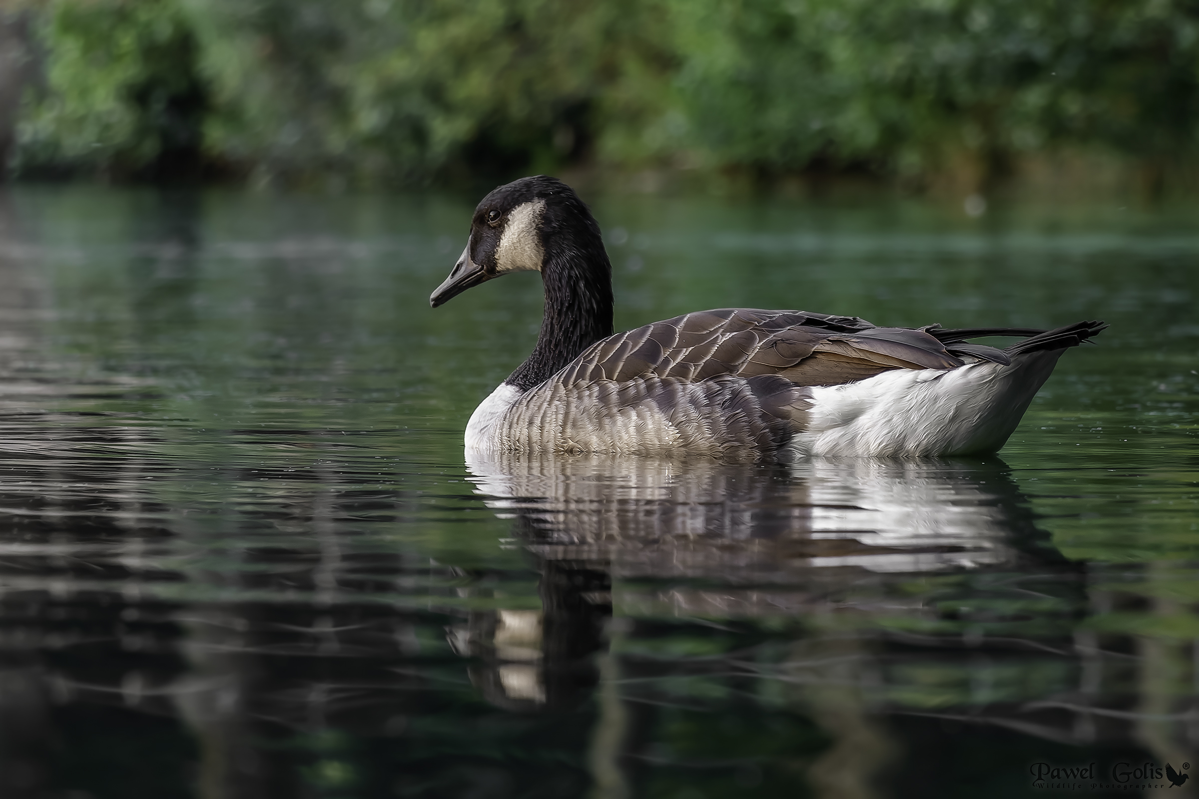 Canada goose (Branta canadensis)