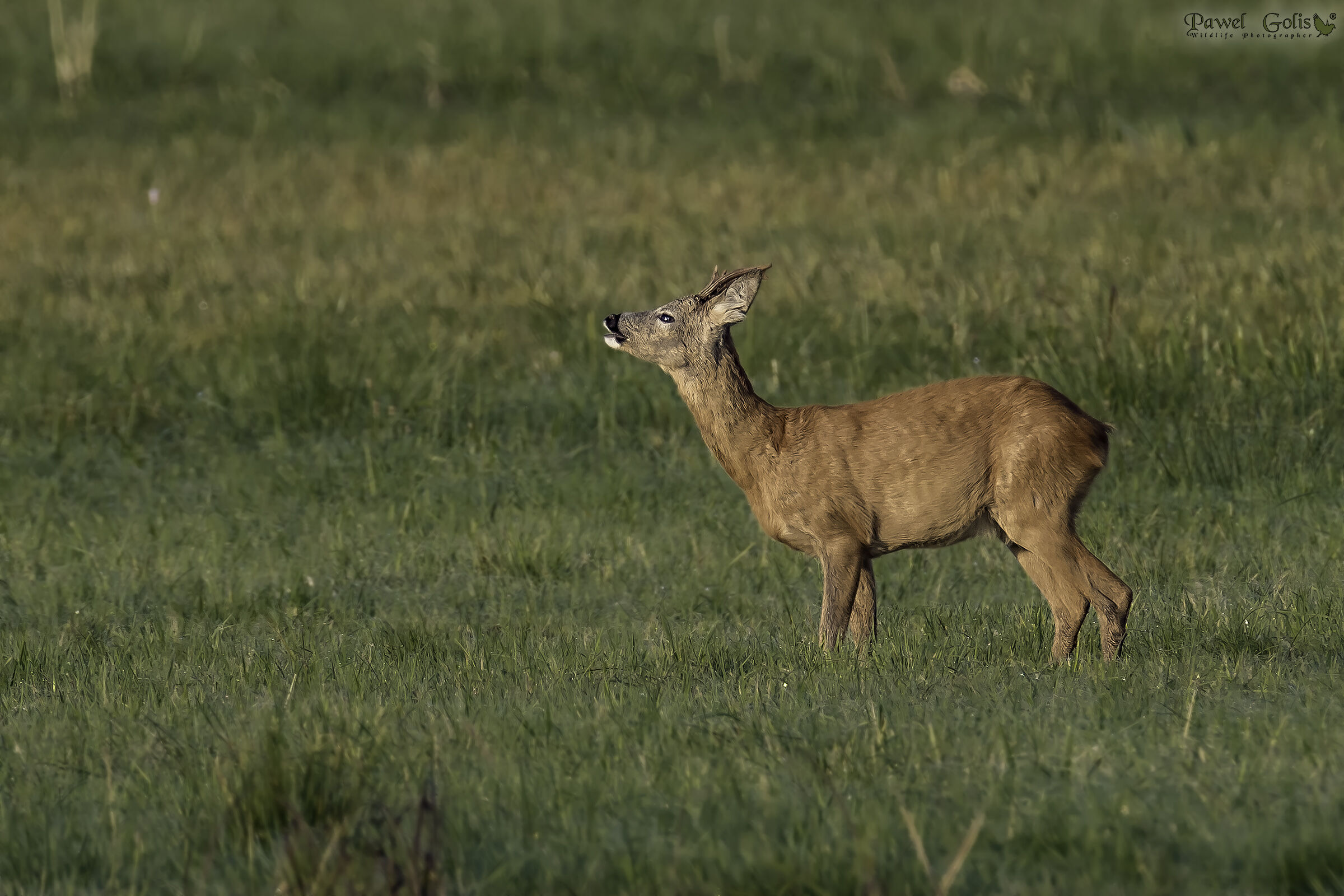 Capriolo (Capreolus capreolus)