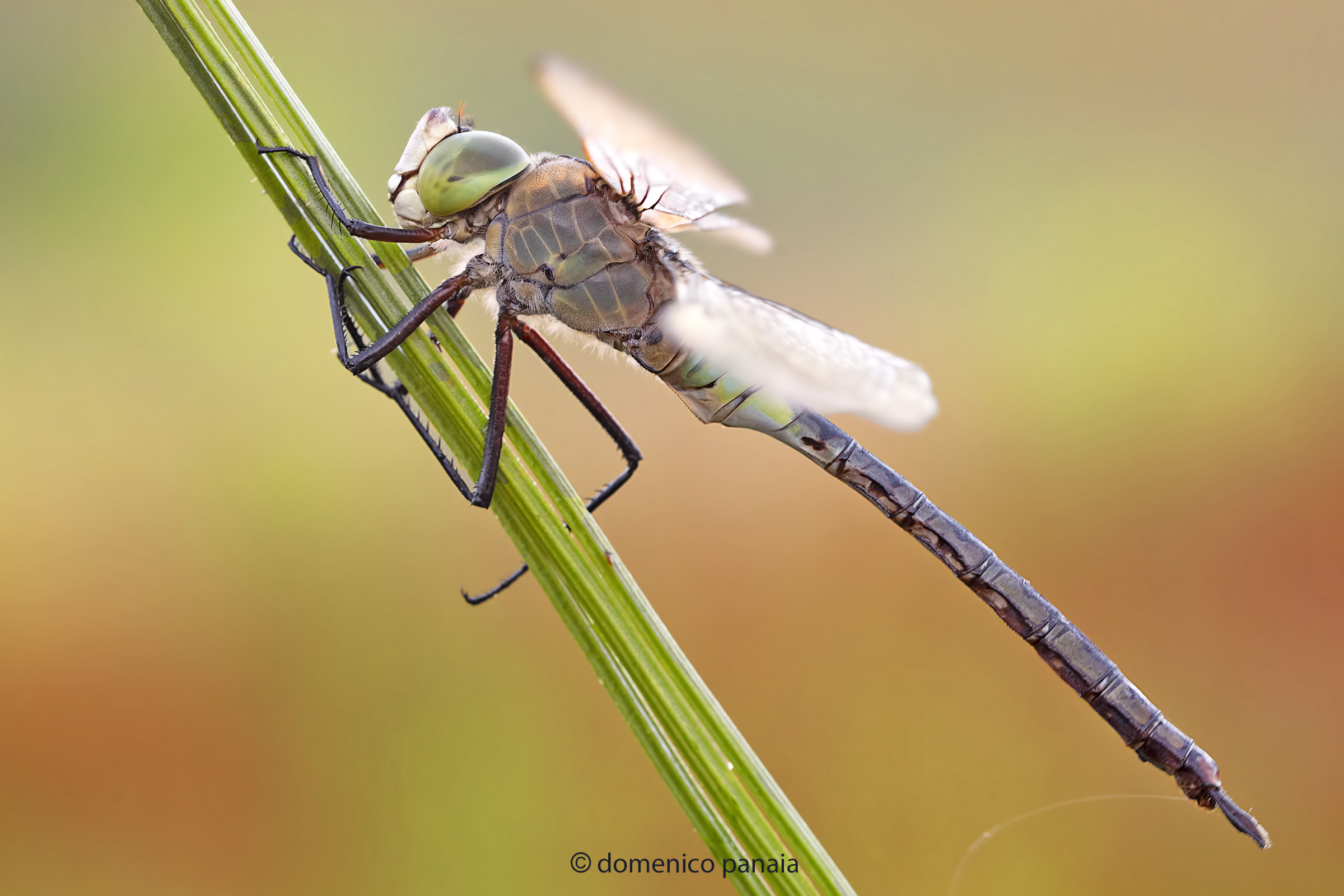 anax parthenope
