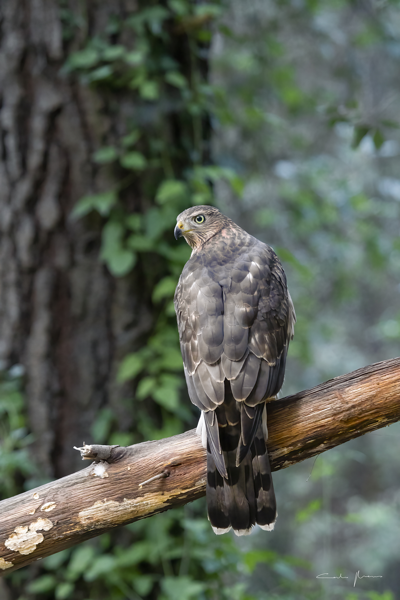 Sardinian goshawk, young male